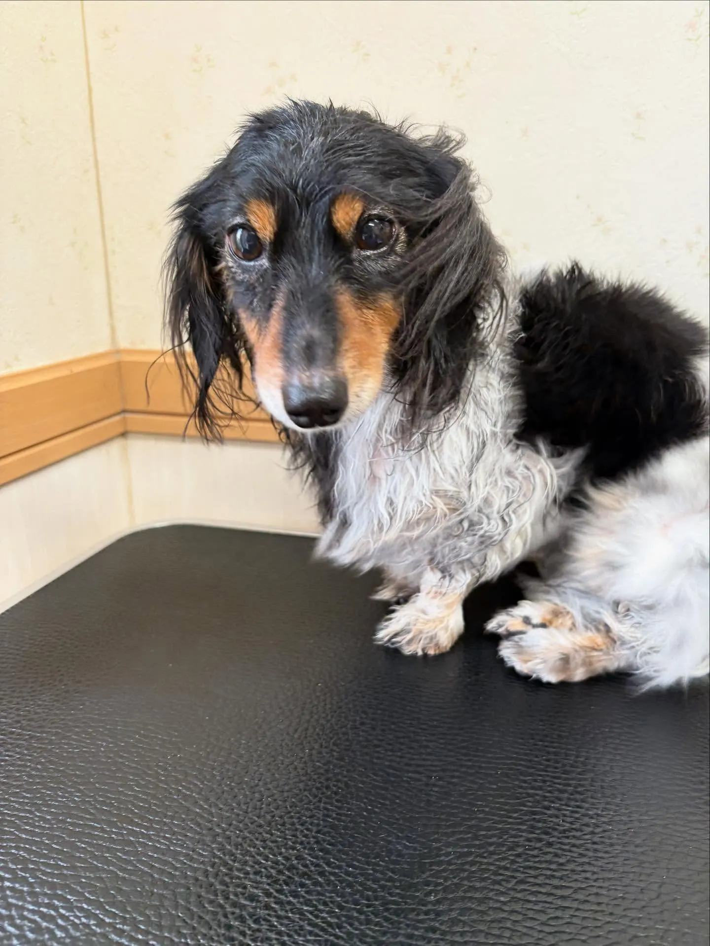 犬のトリミング✂️