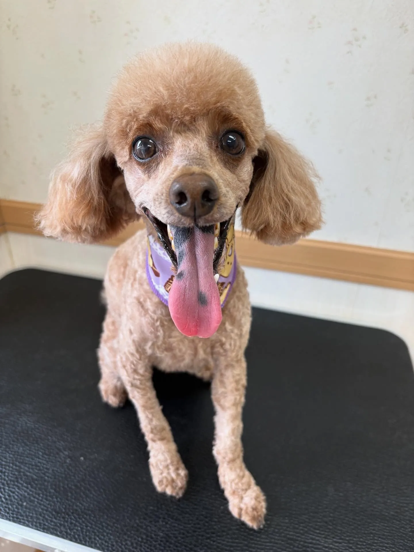 犬のトリミング✂️