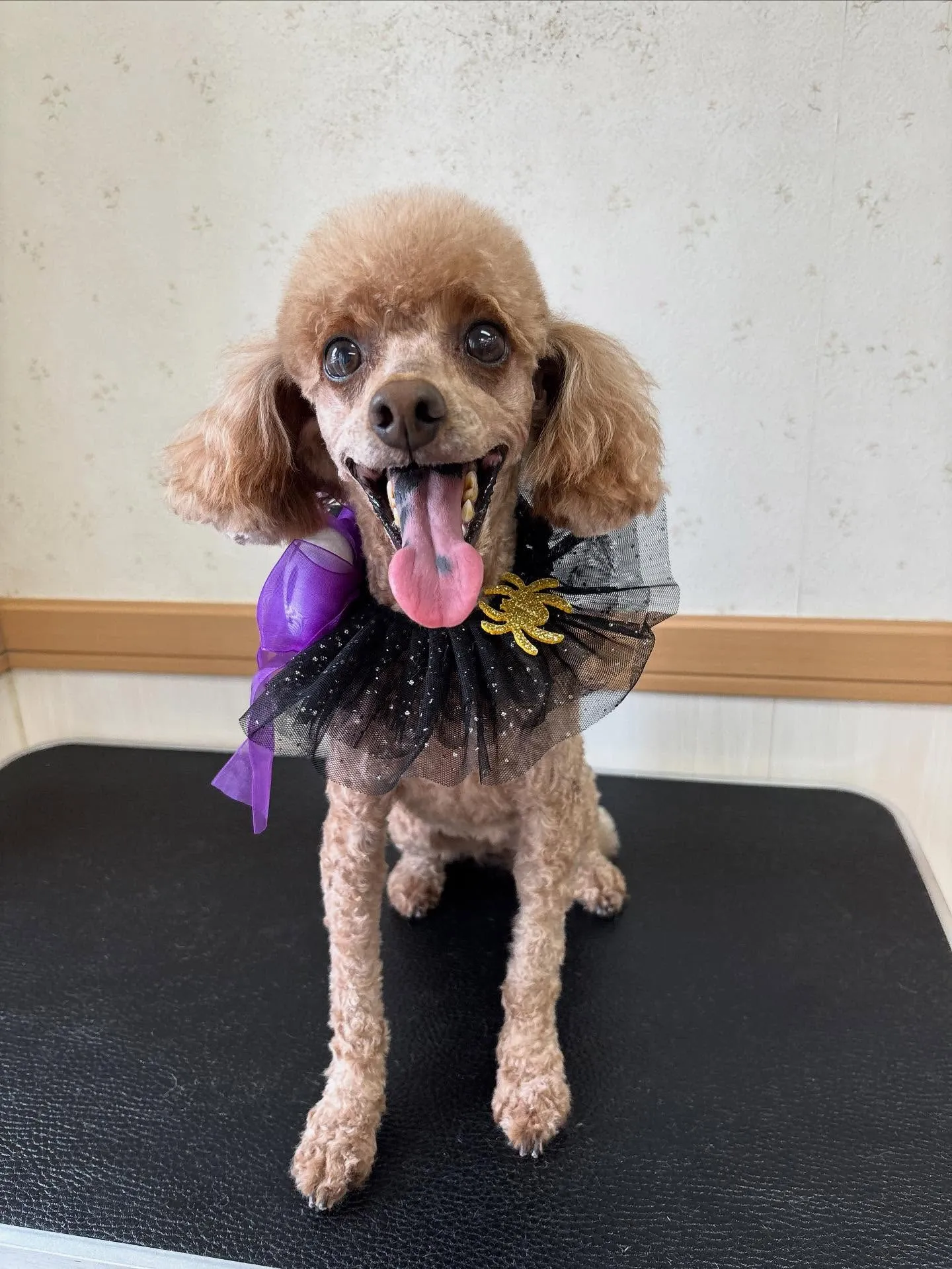 犬のトリミング✂️