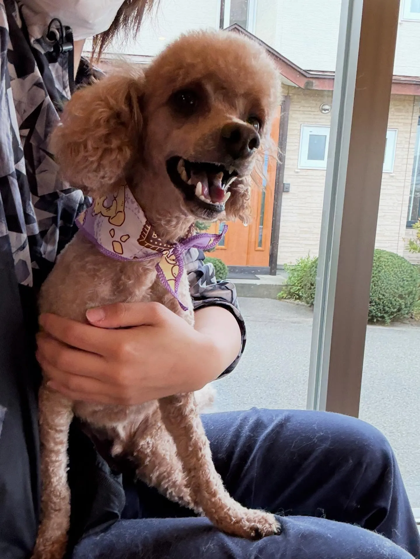 犬のトリミング✂️