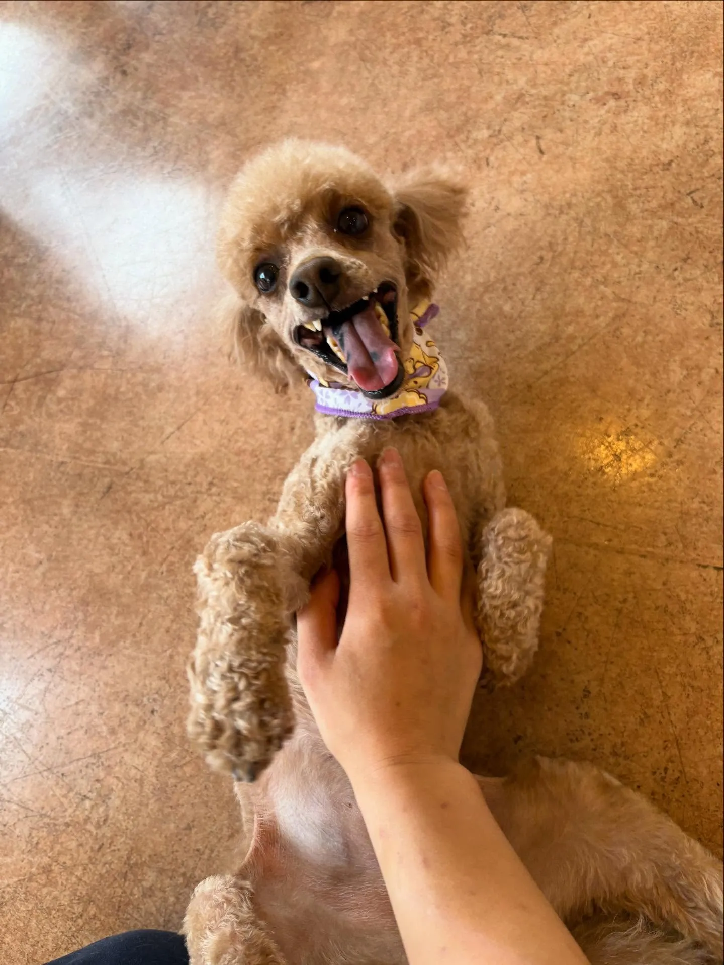 犬のトリミング✂️