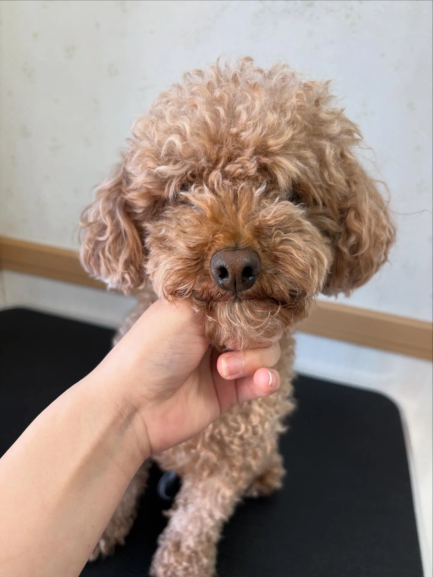 犬のトリミング✂️