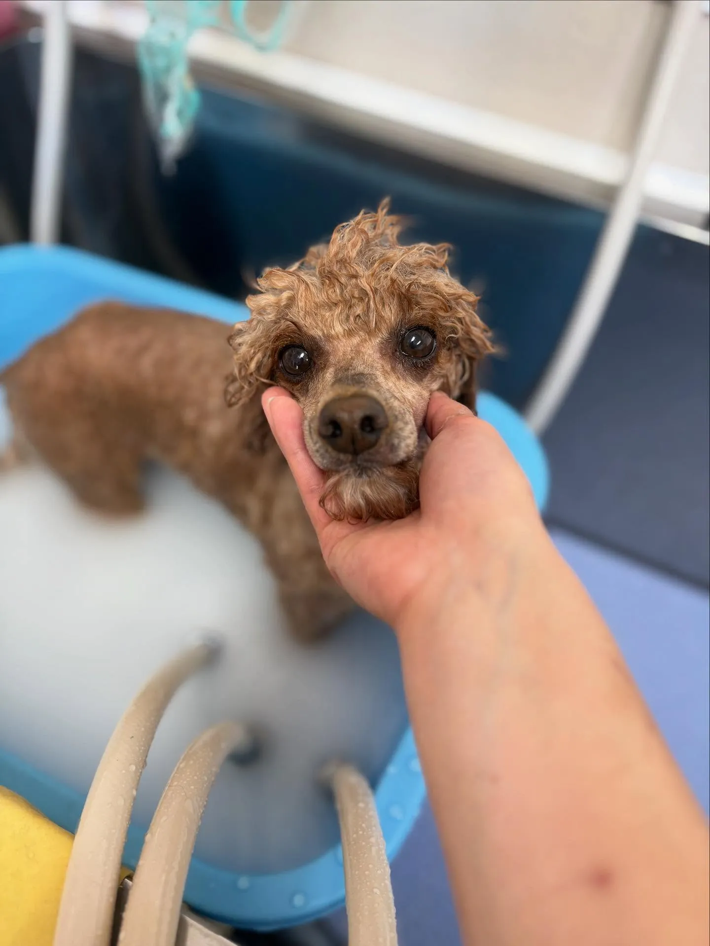 犬のトリミング✂️