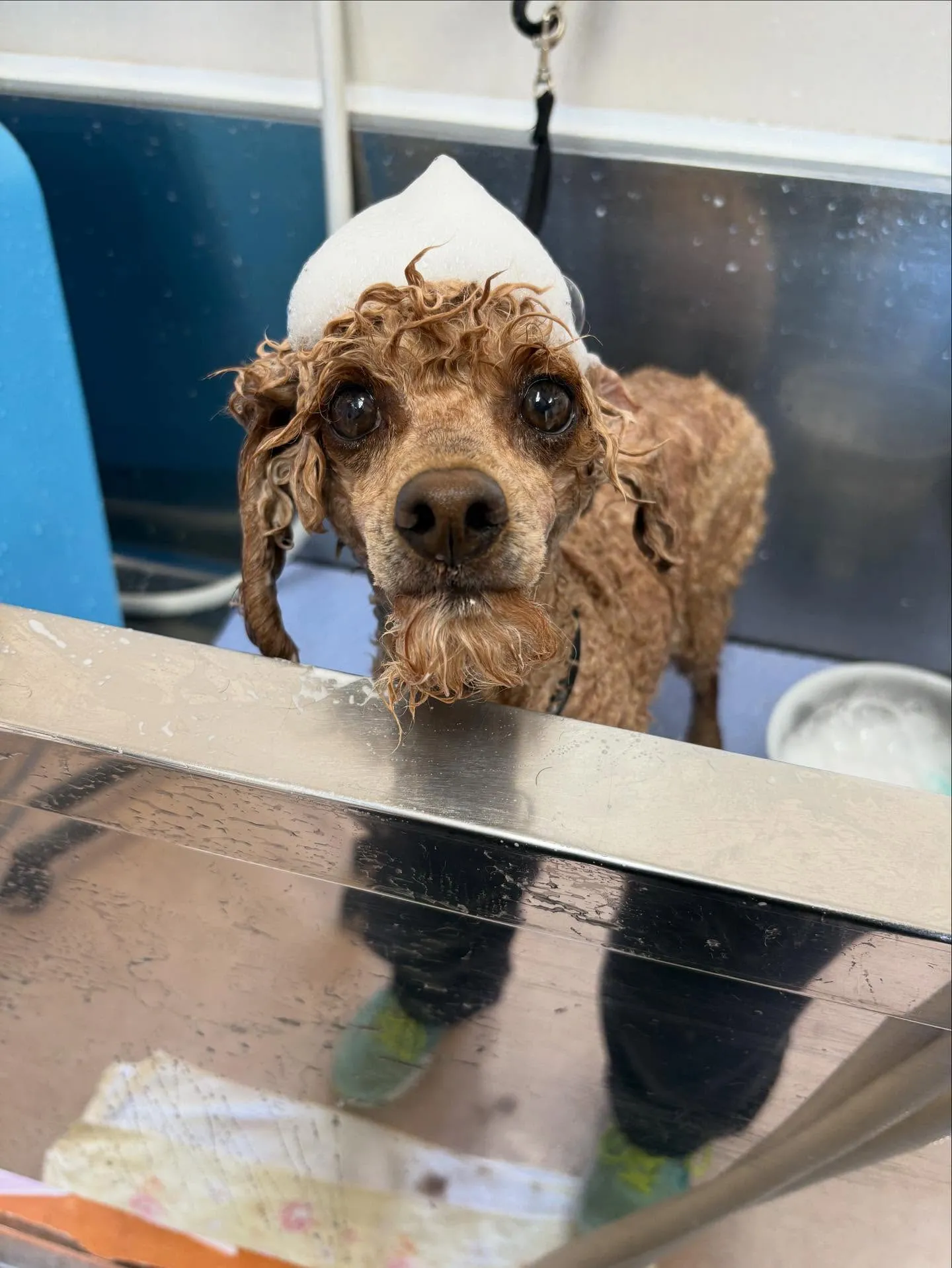 犬のトリミング✂️