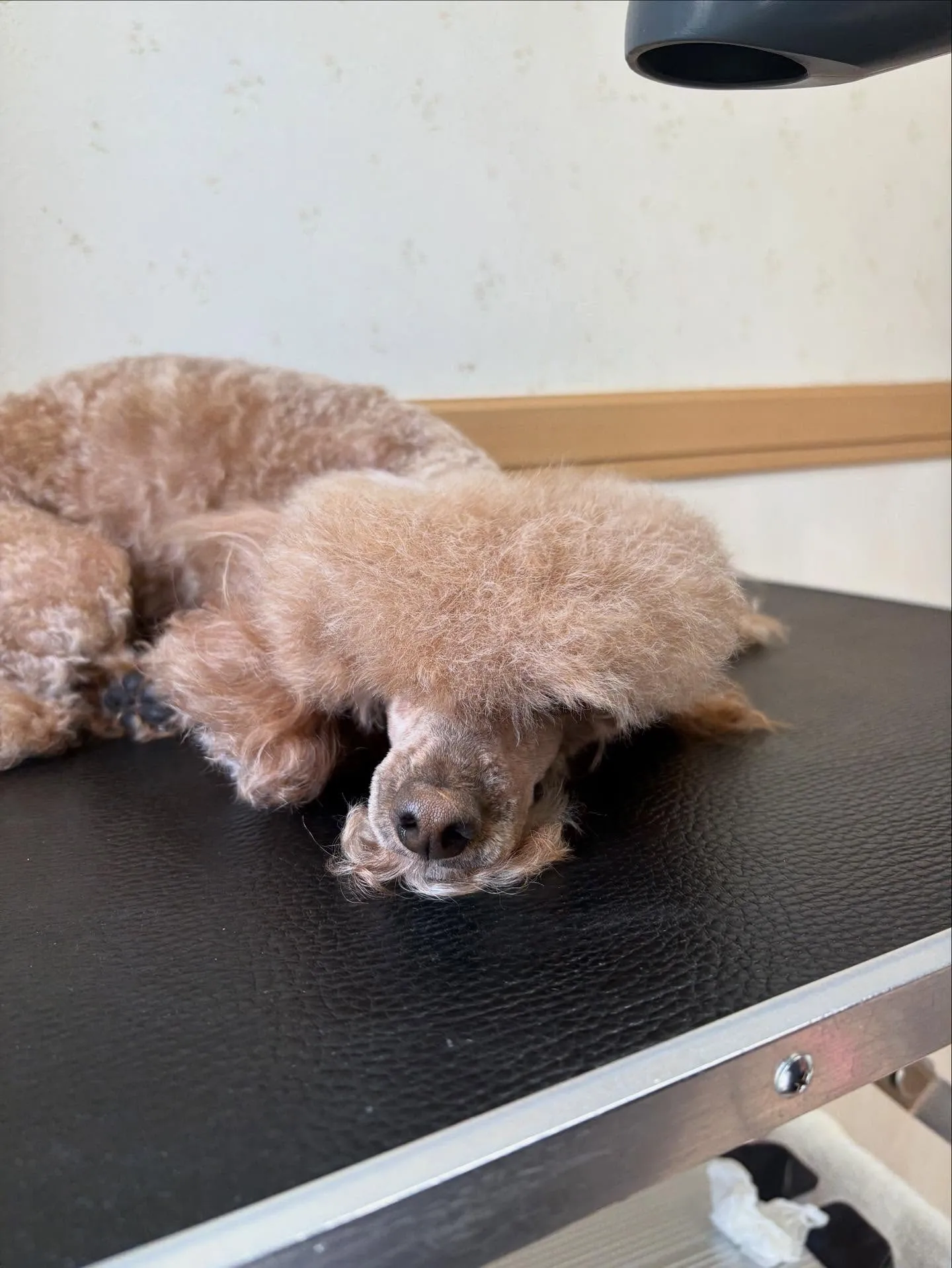 犬のトリミング✂️