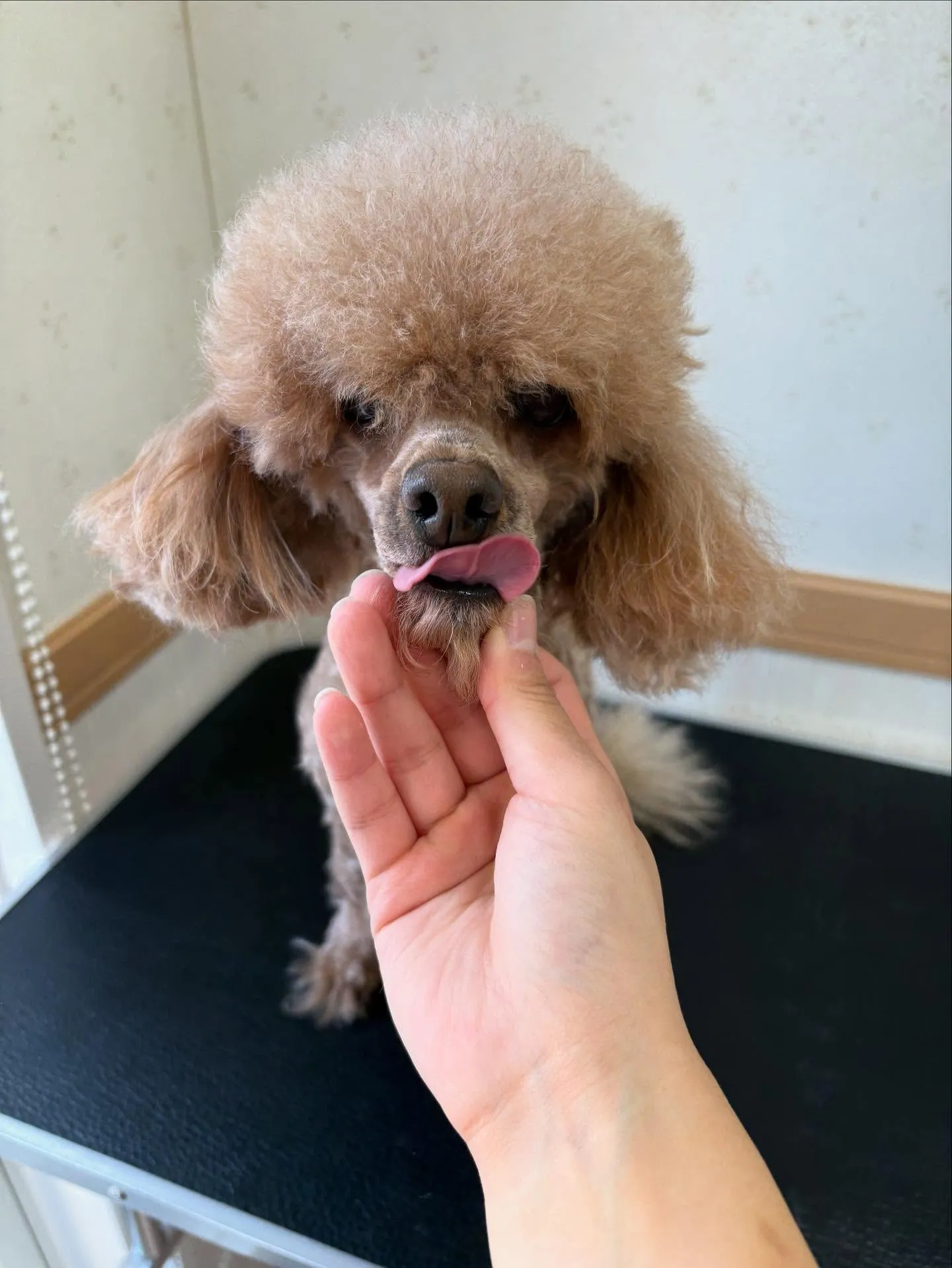 犬のトリミング✂️