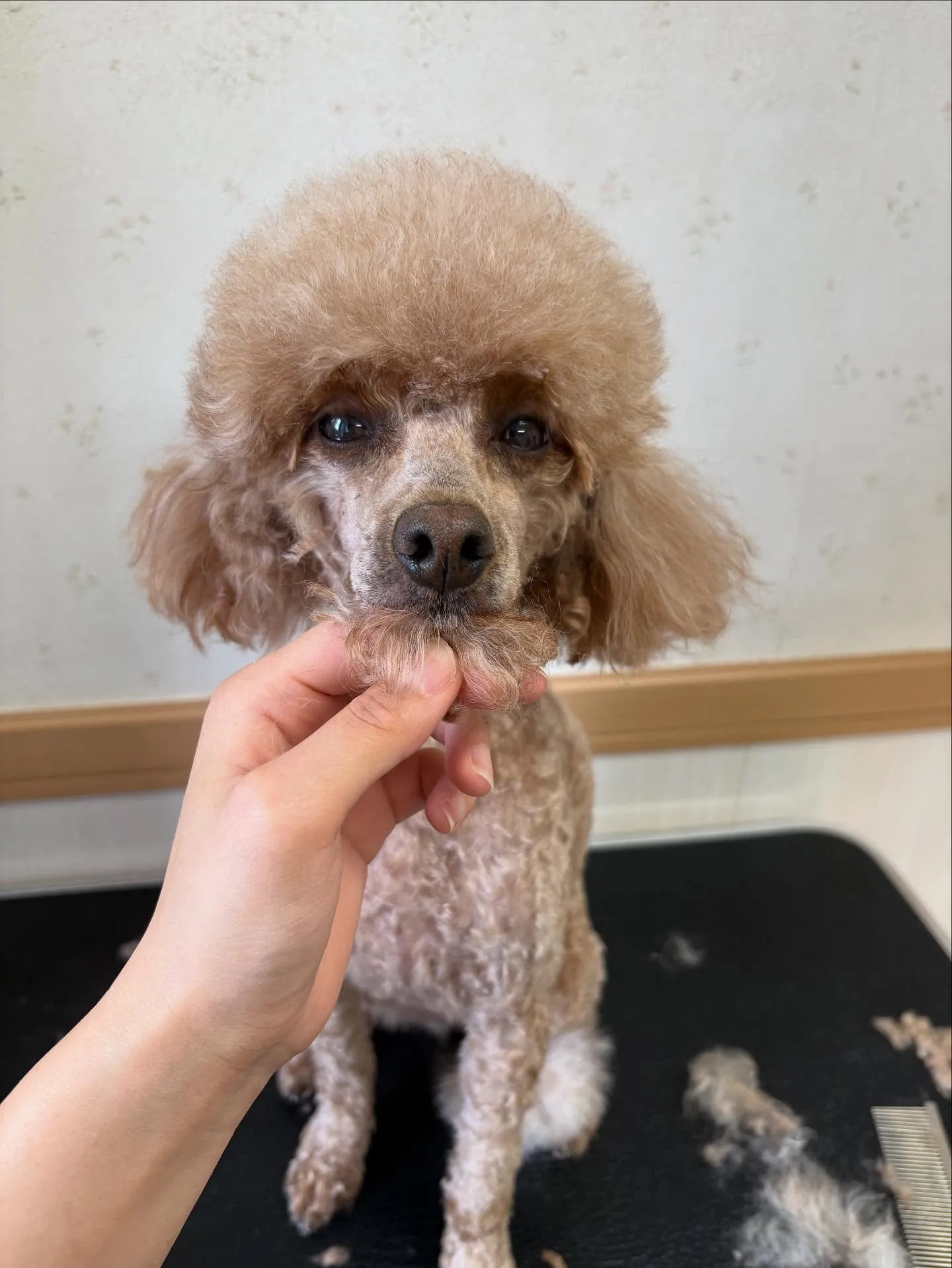 犬のトリミング✂️