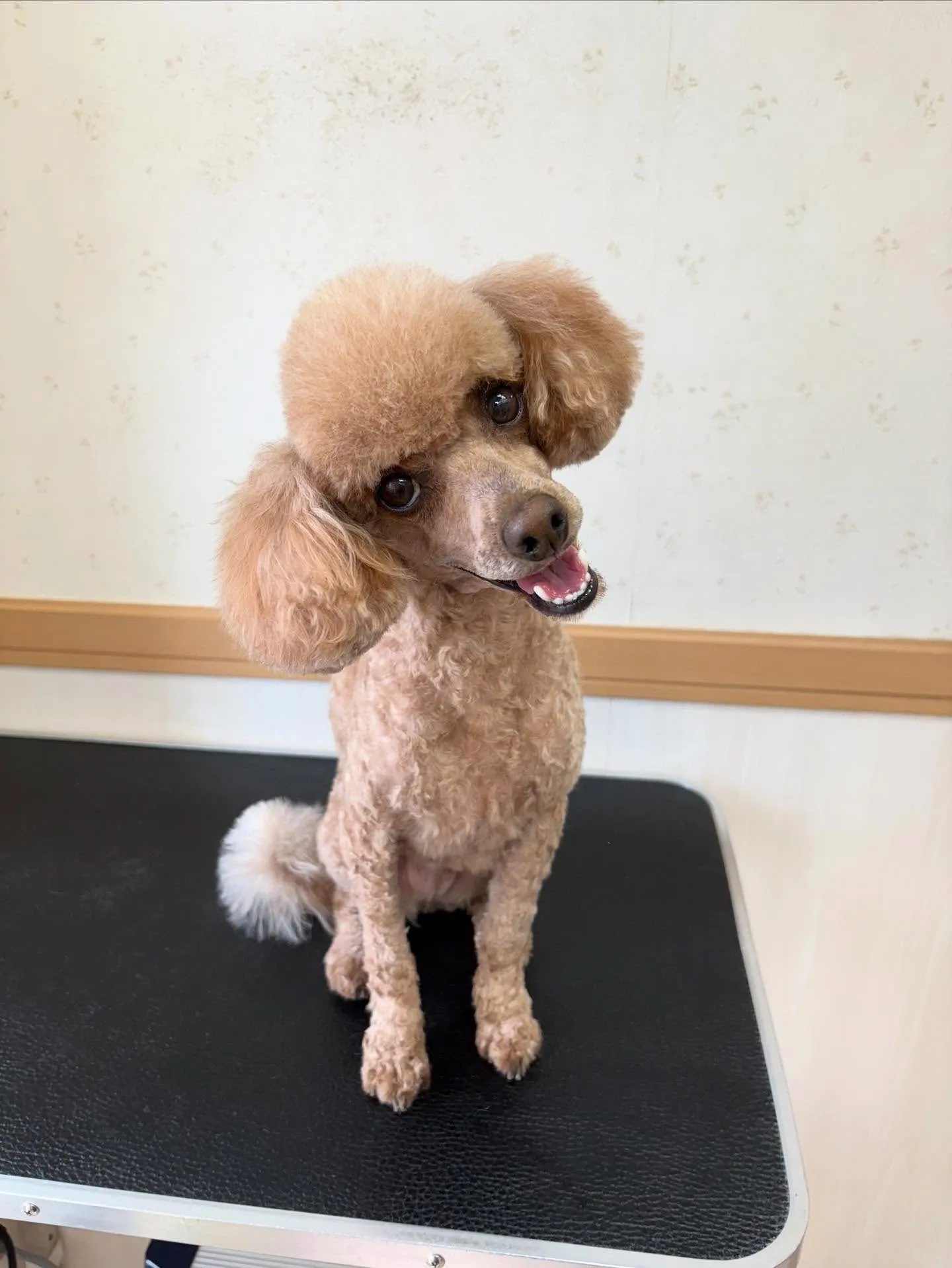 犬のトリミング✂️