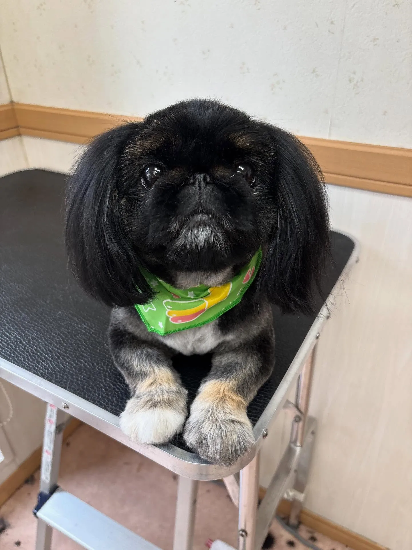 犬のトリミング✂️