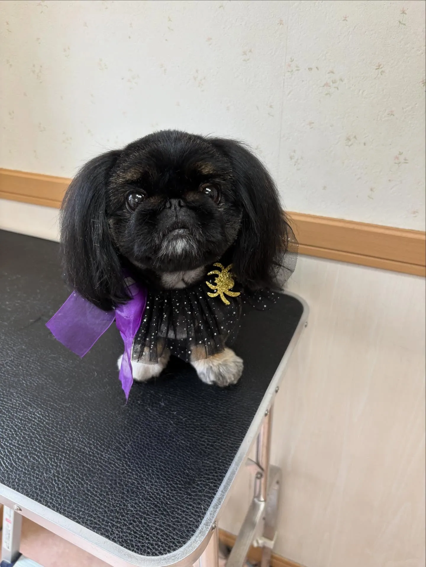 犬のトリミング✂️