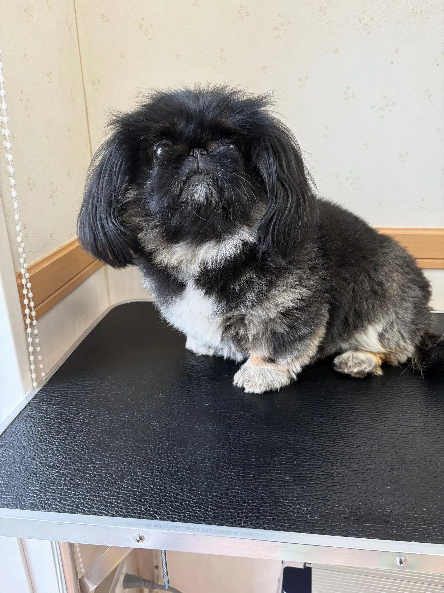 犬のトリミング✂️