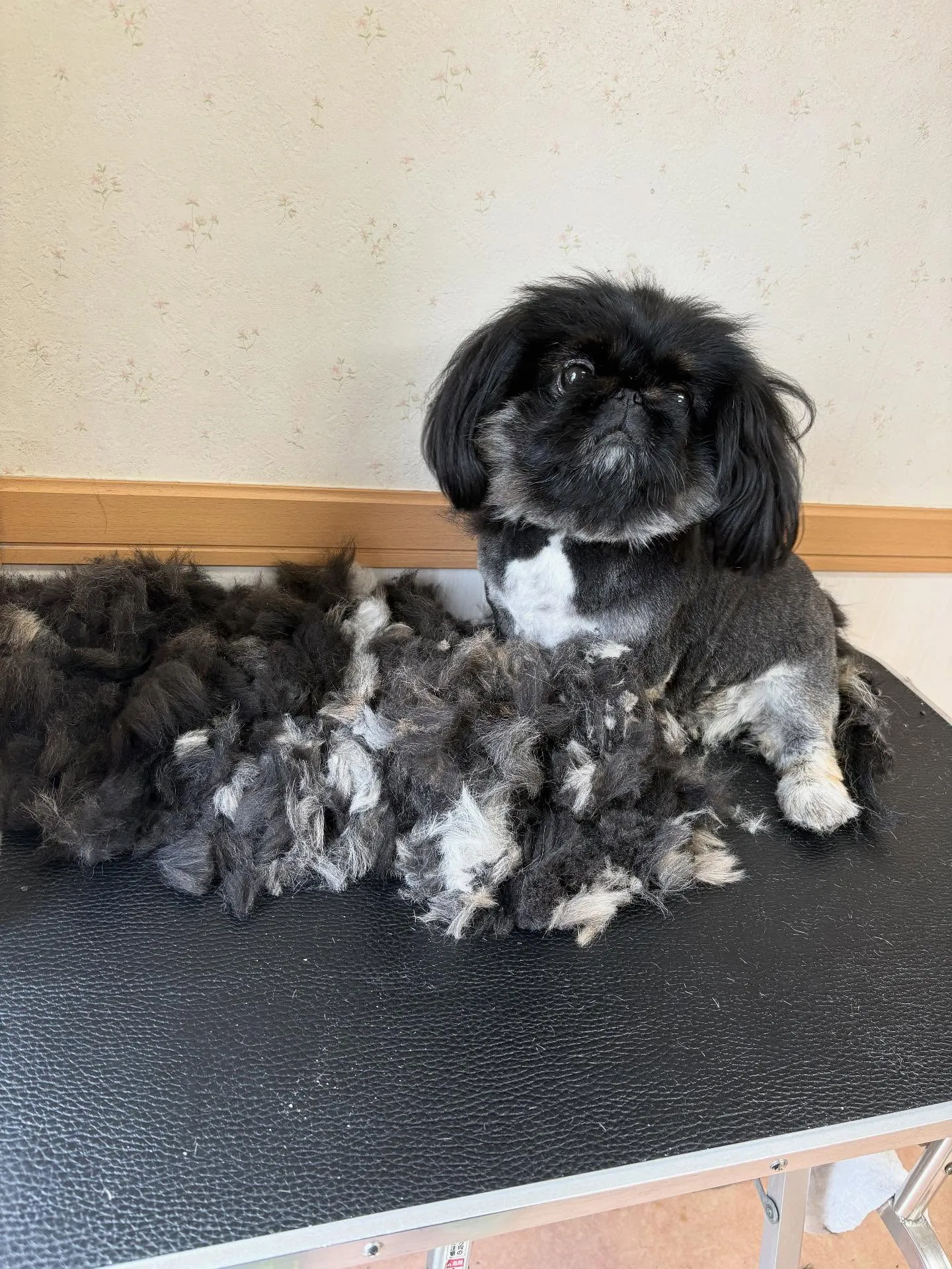 犬のトリミング✂️