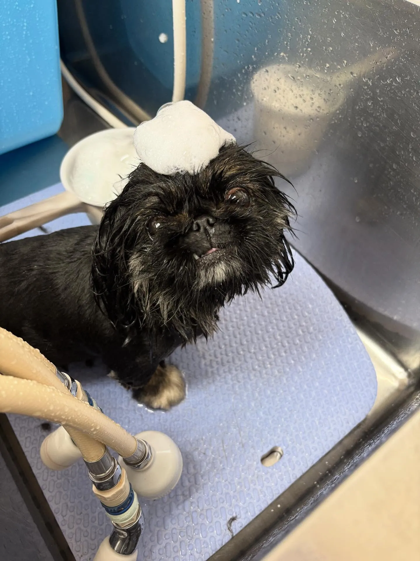 犬のトリミング✂️