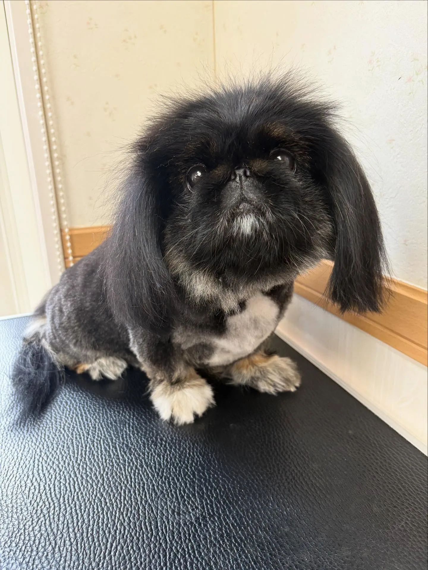 犬のトリミング✂️