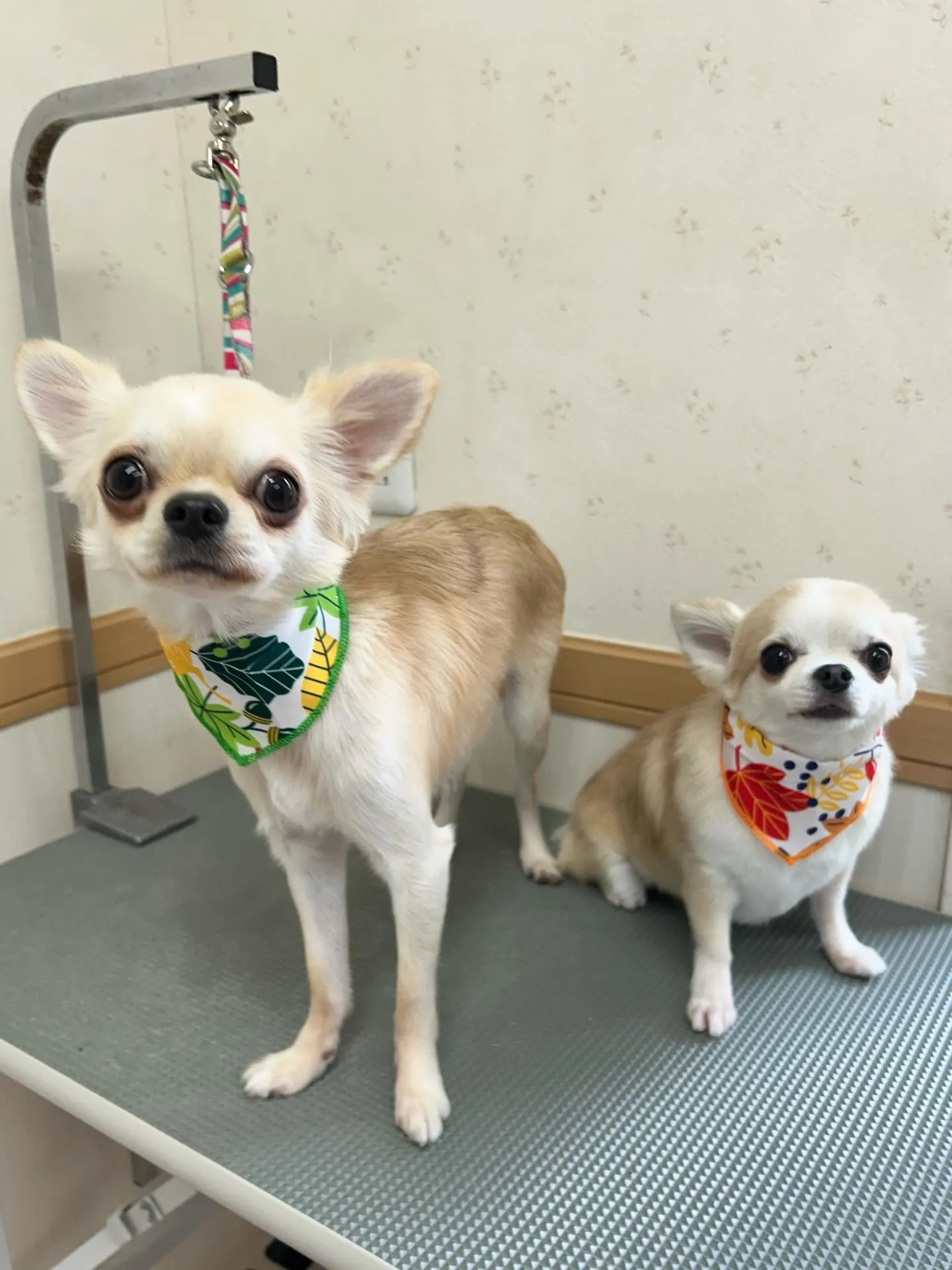 犬のトリミング✂️