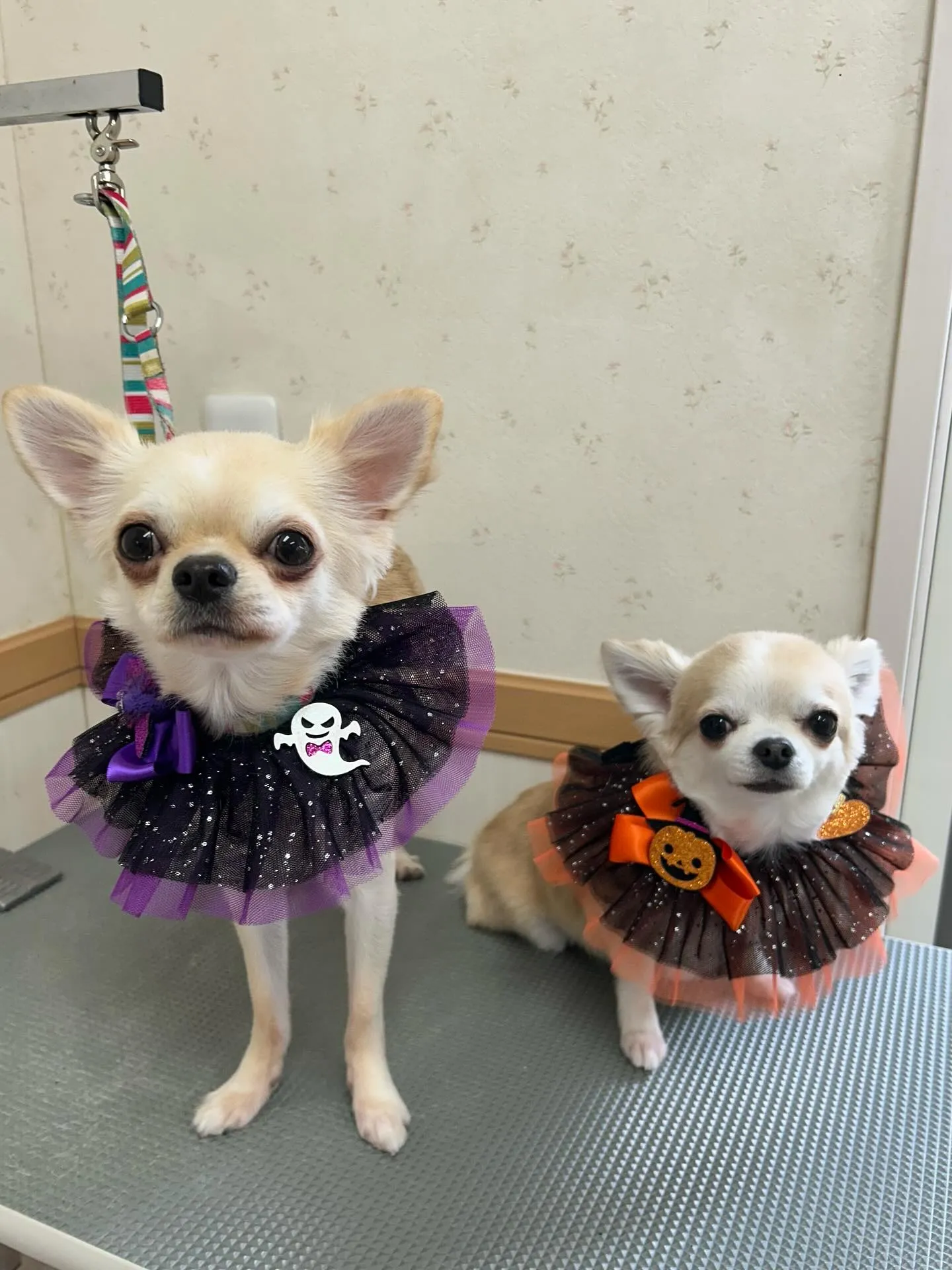 犬のトリミング✂️