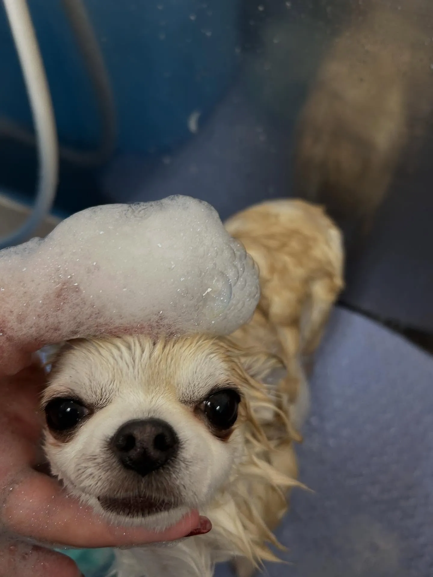 犬のトリミング✂️