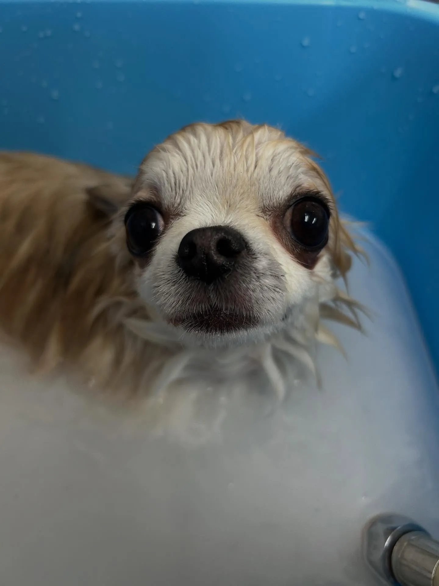 犬のトリミング✂️