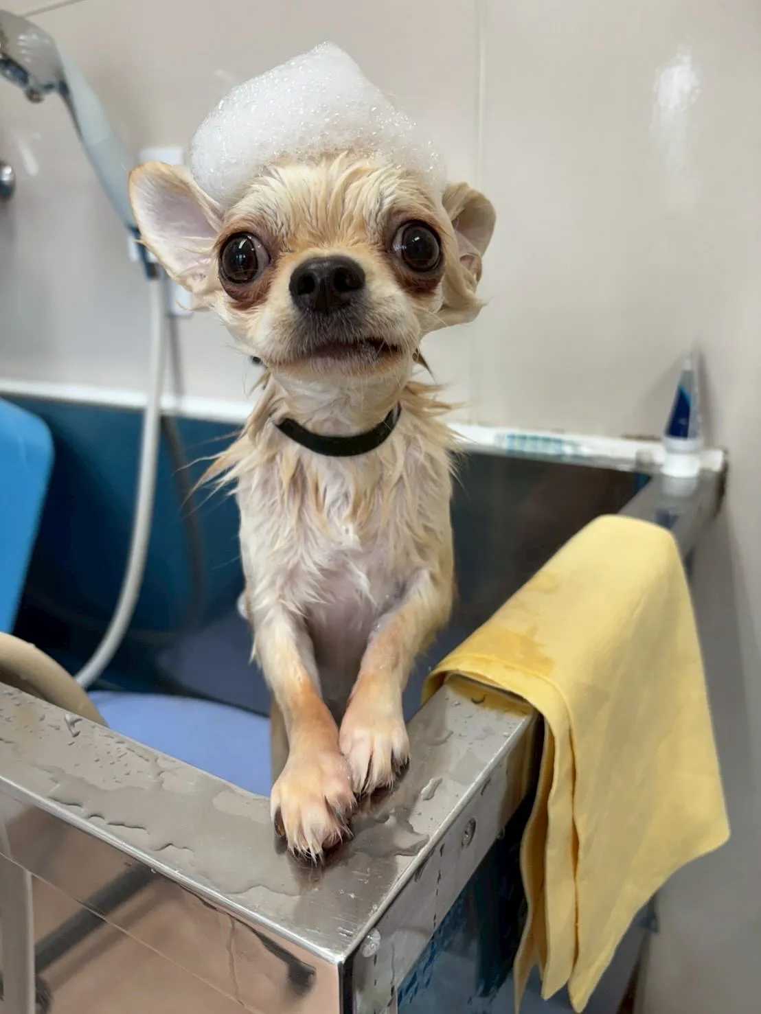 犬のトリミング✂️