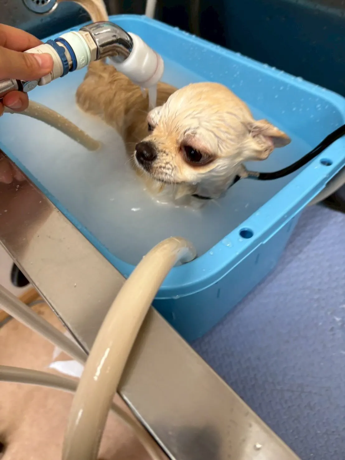 犬のトリミング✂️