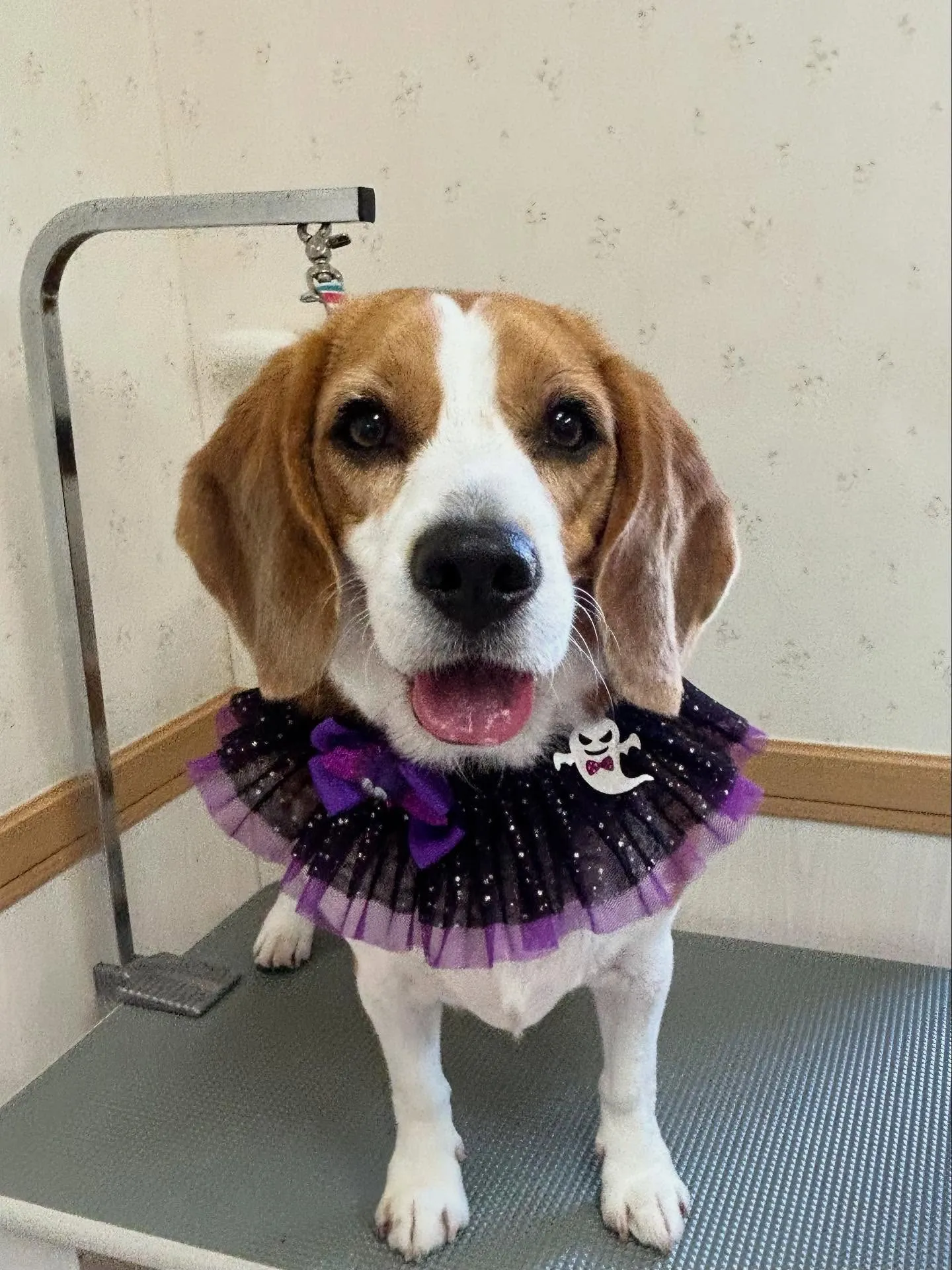 犬のシャンプー🫧