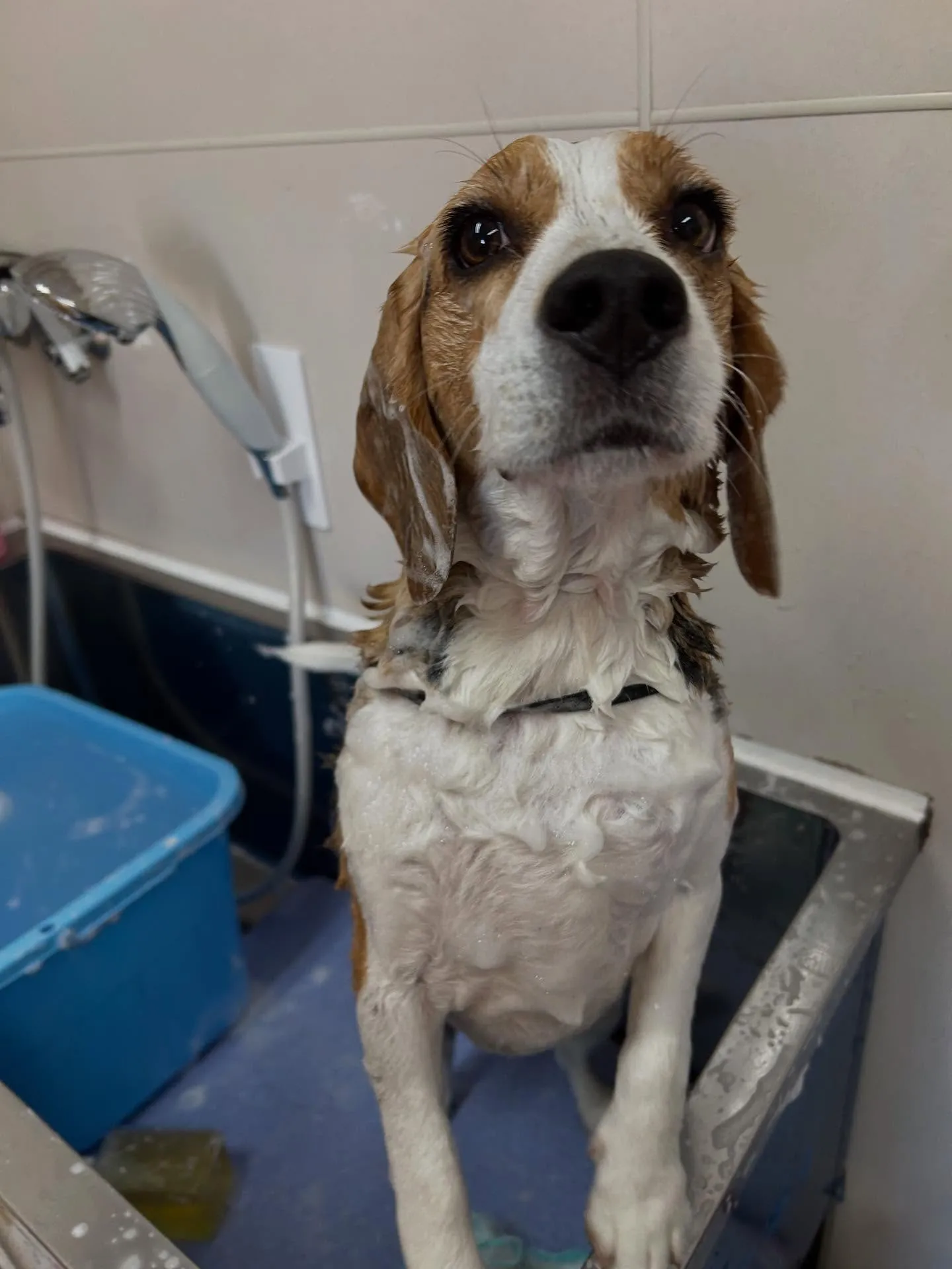 犬のシャンプー🫧
