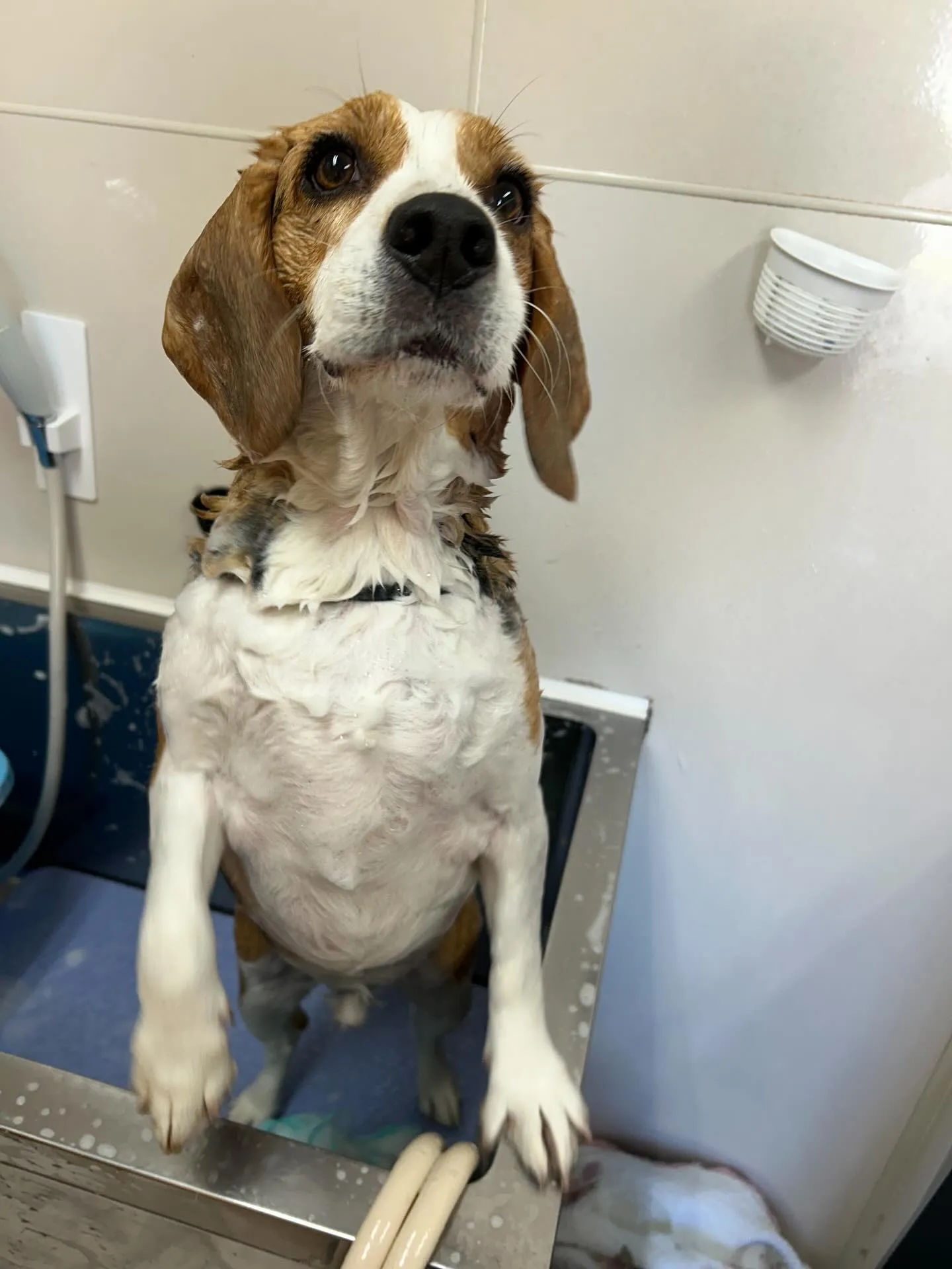 犬のシャンプー🫧