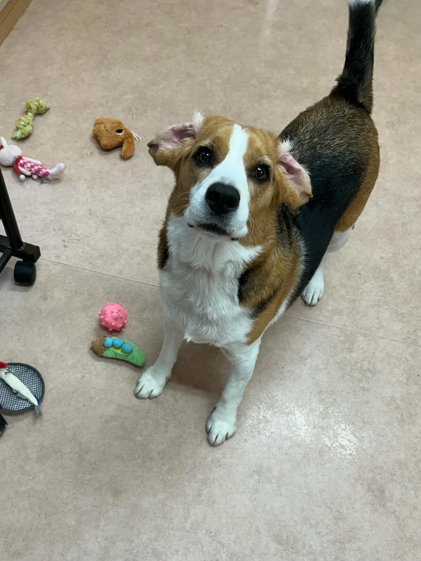 犬のシャンプー🫧