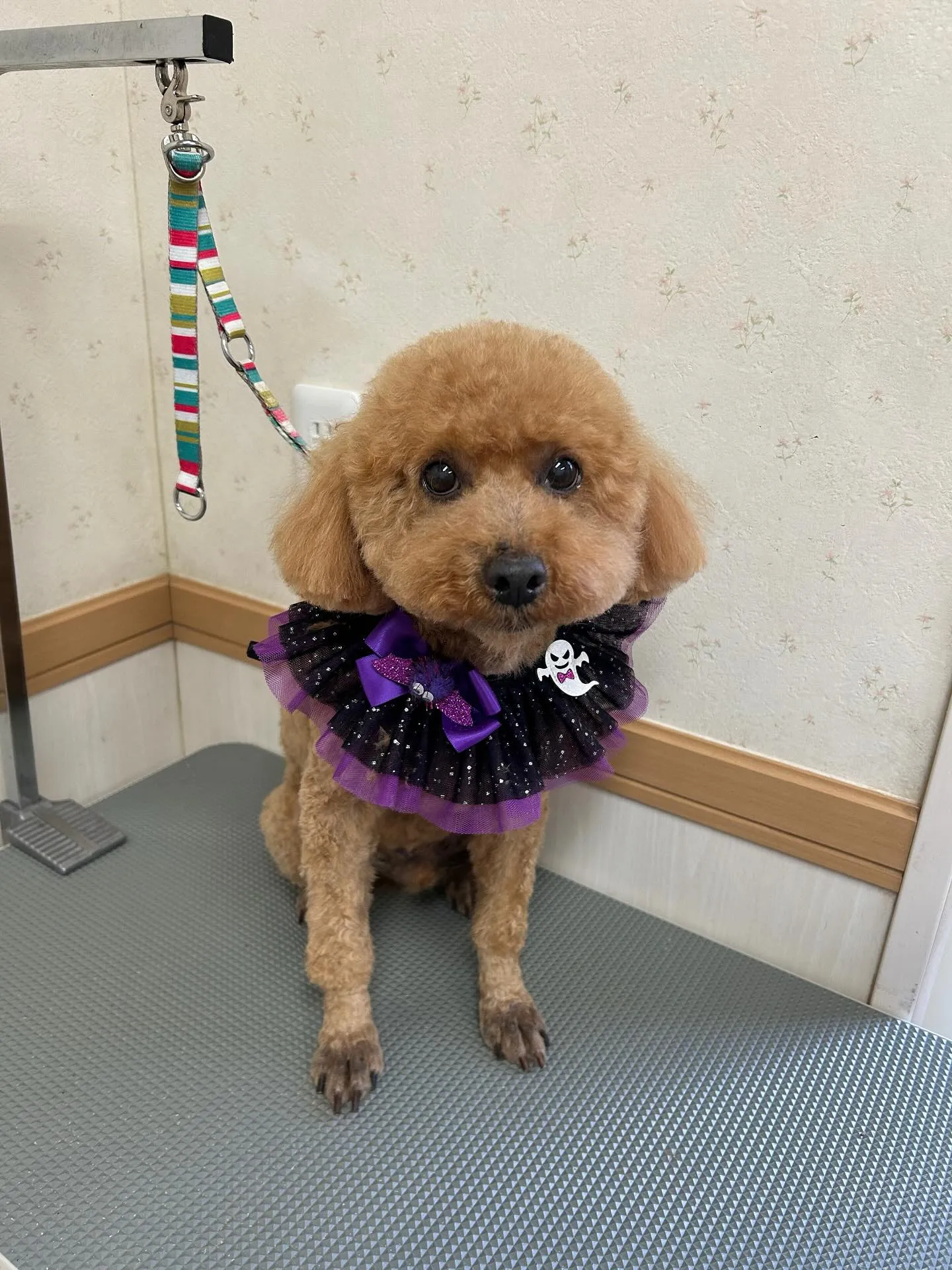 犬のトリミング✂️