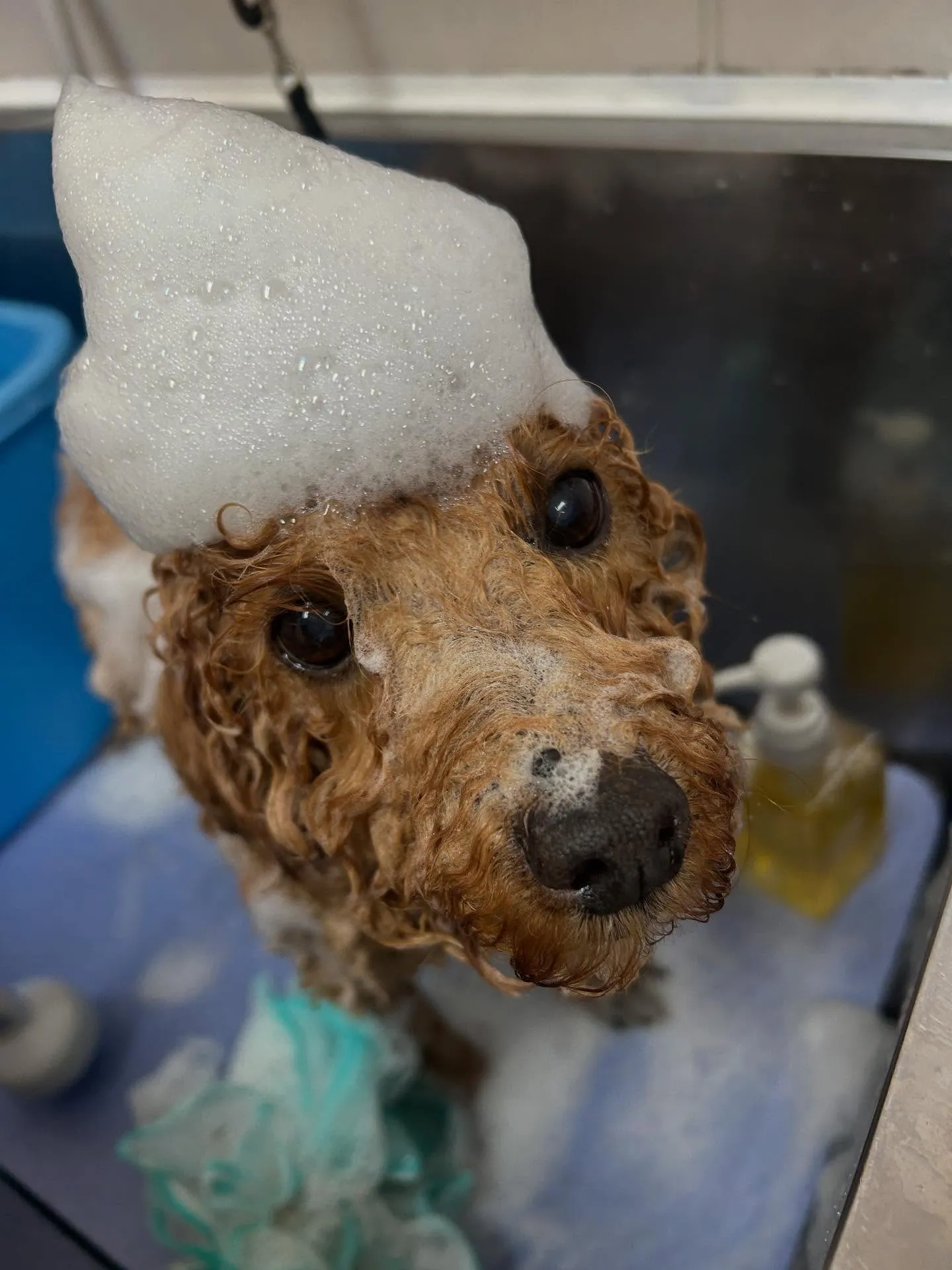 犬のトリミング✂️