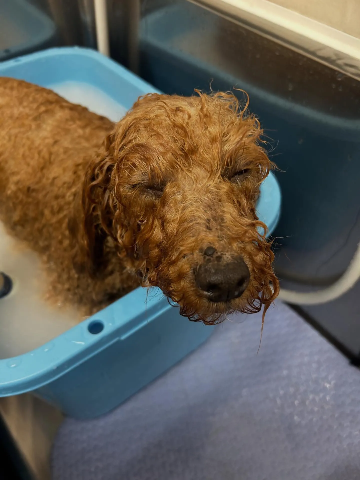 犬のトリミング✂️