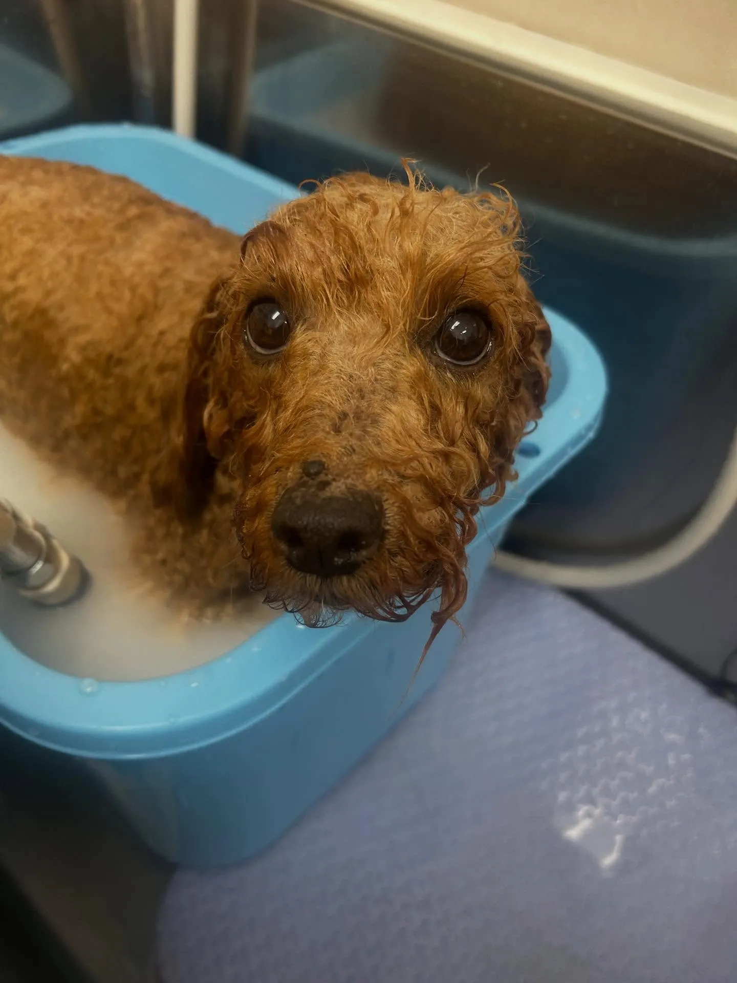 犬のトリミング✂️