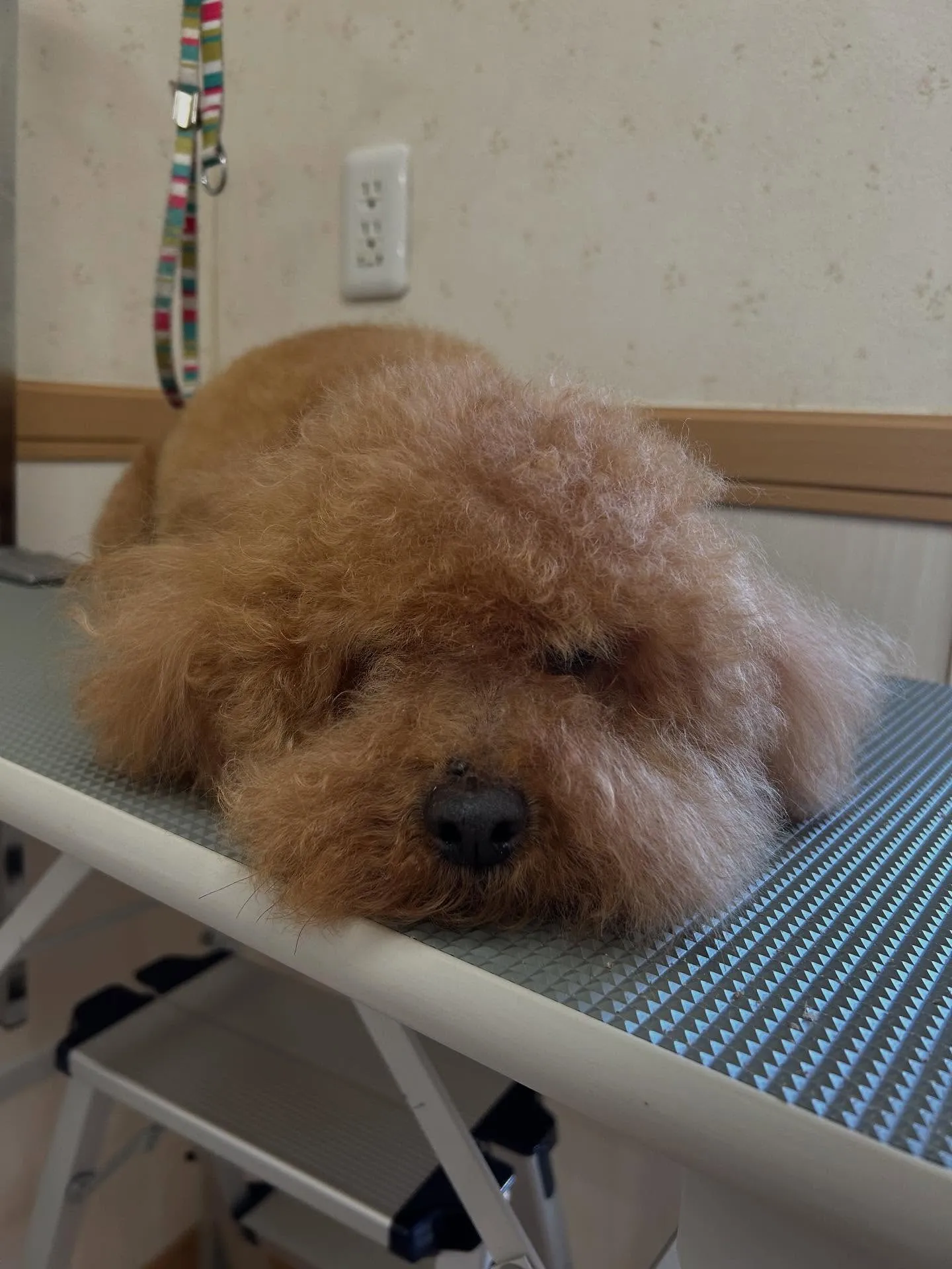 犬のトリミング✂️