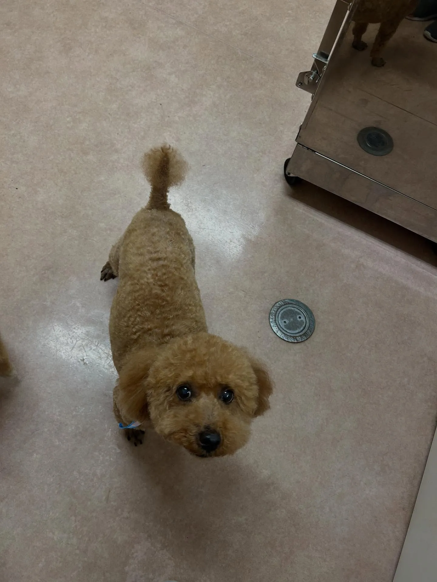 犬のトリミング✂️