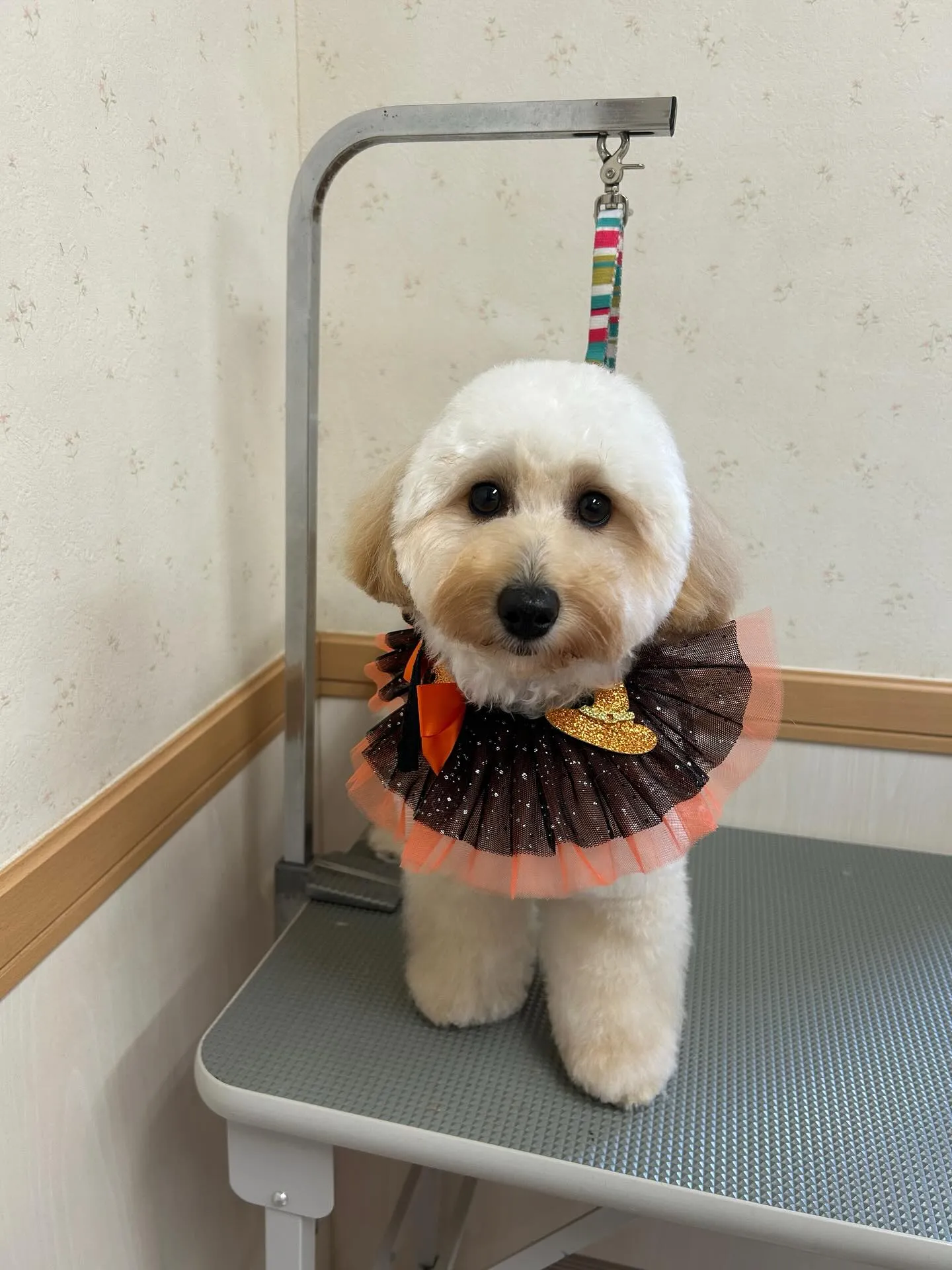 犬のトリミング✂️