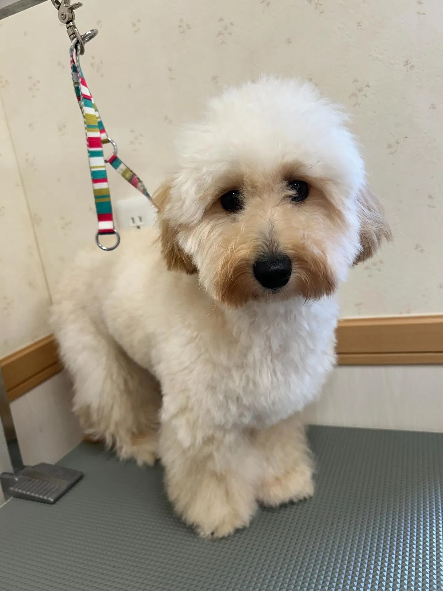 犬のトリミング✂️