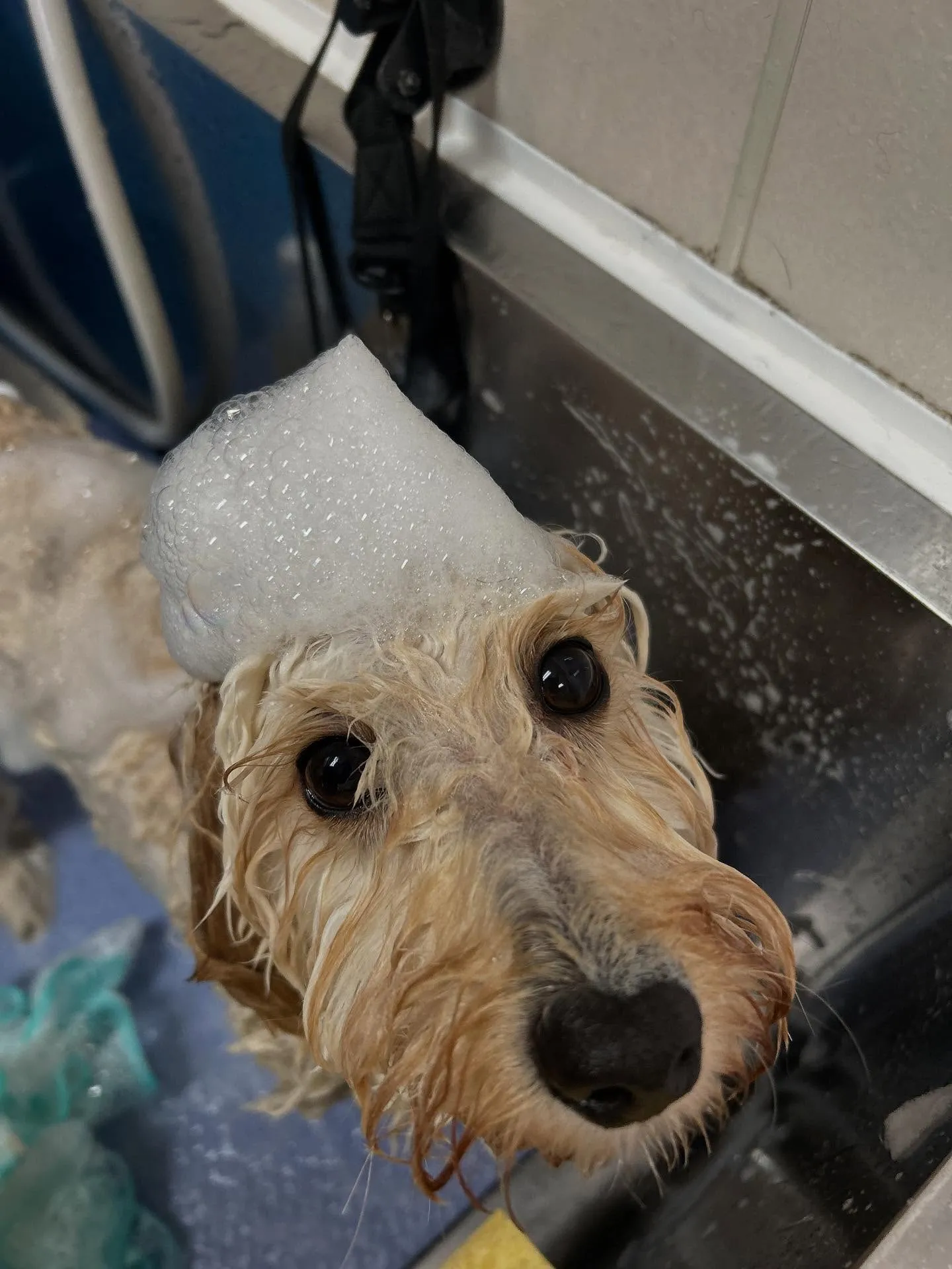 犬のトリミング✂️