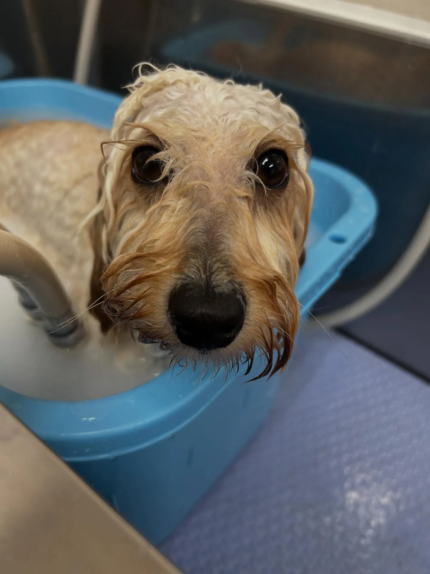 犬のトリミング✂️