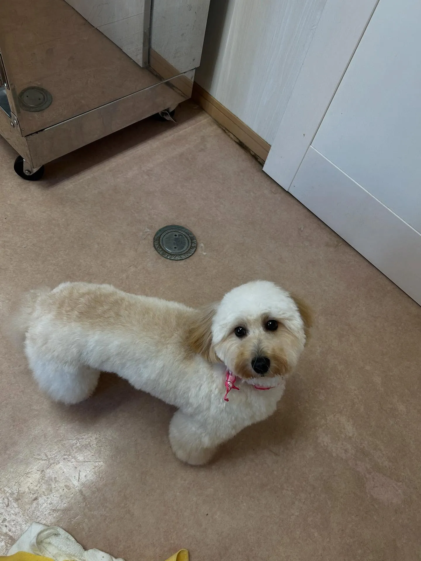 犬のトリミング✂️