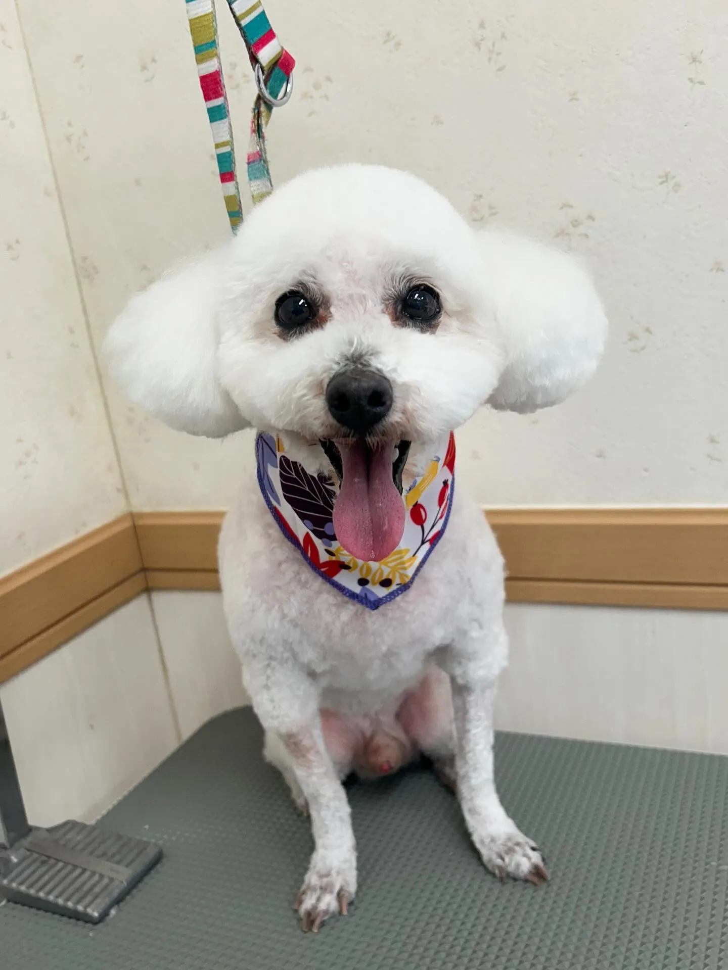 犬のトリミング✂️