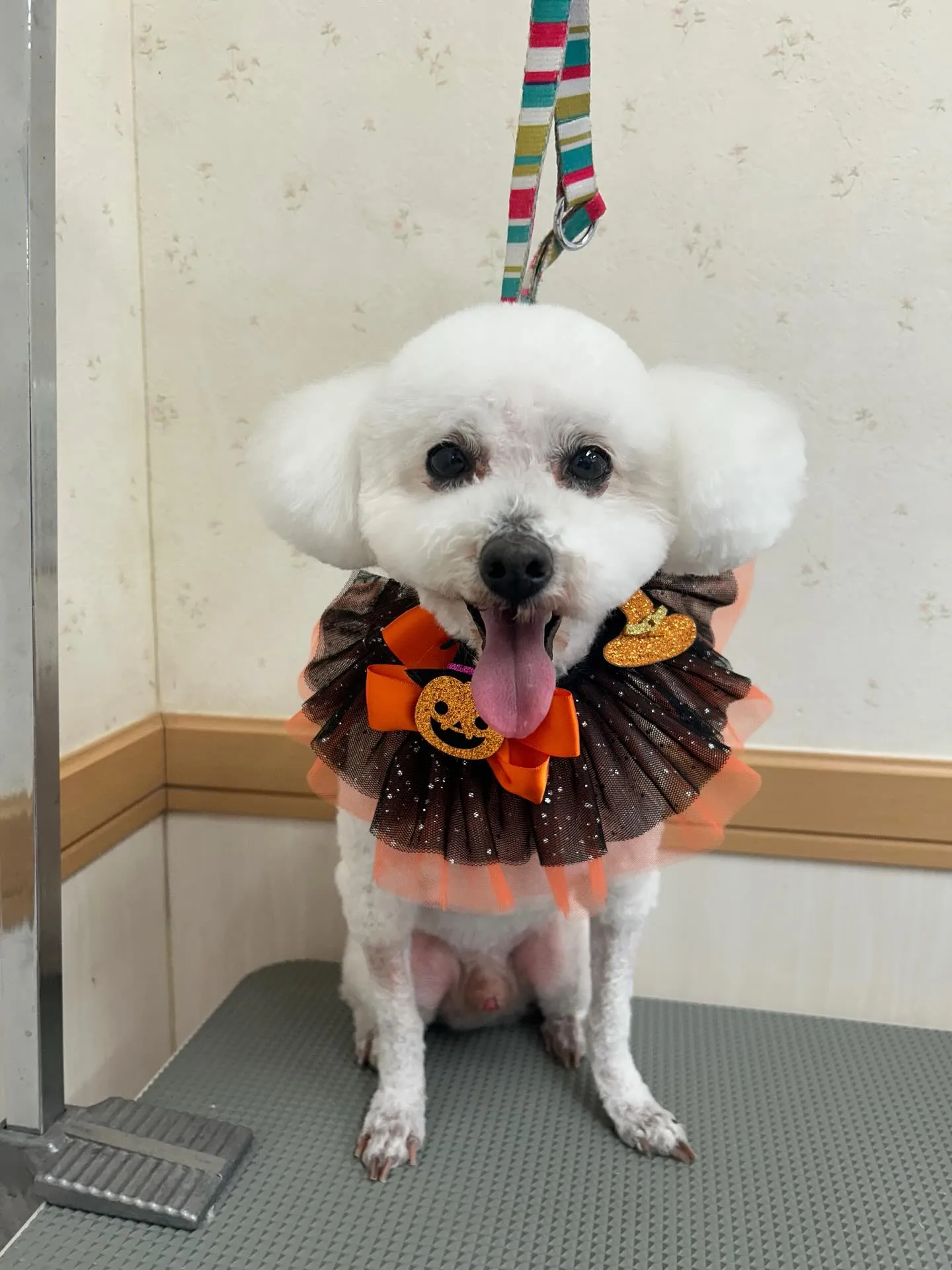 犬のトリミング✂️
