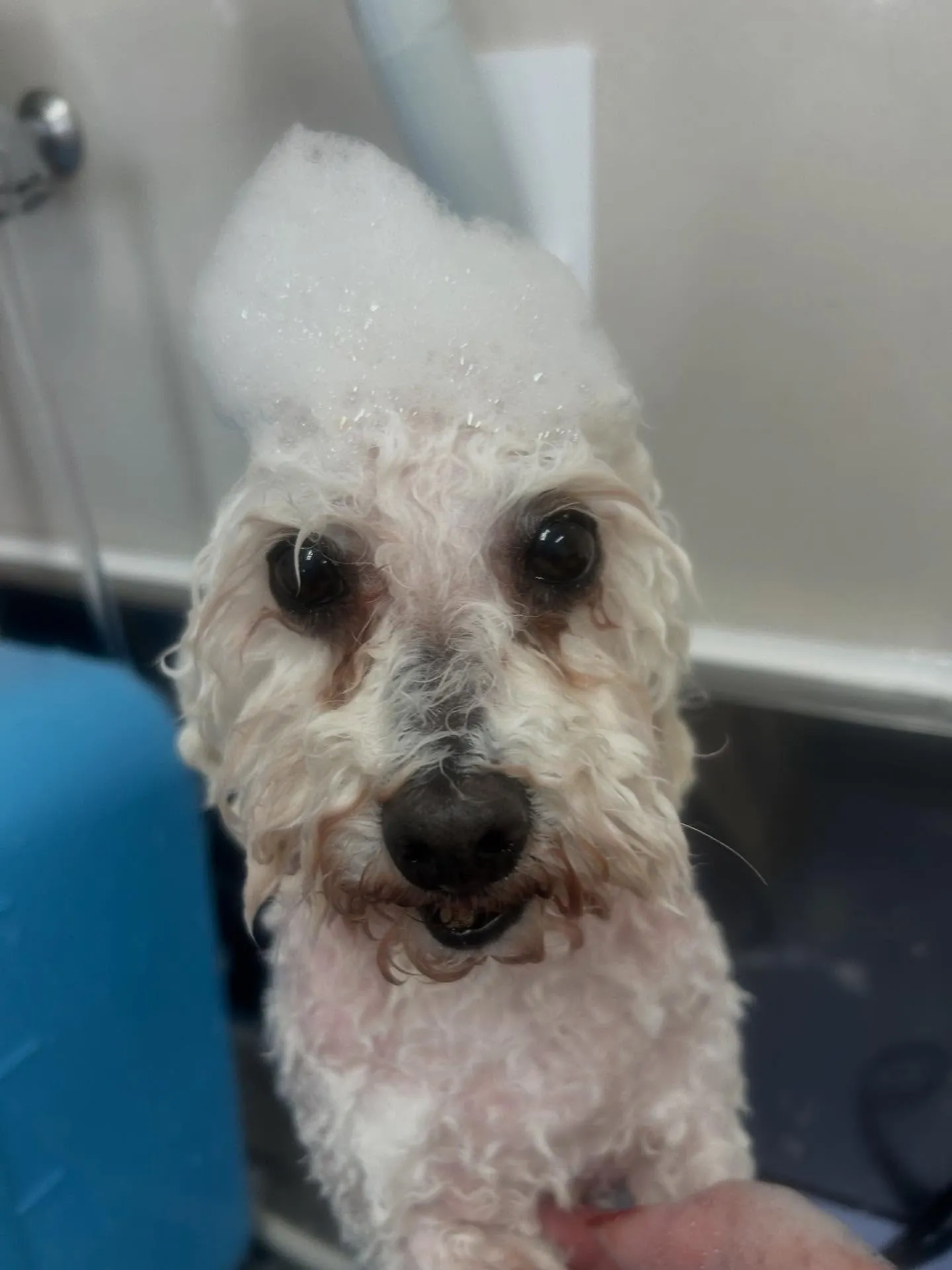 犬のトリミング✂️