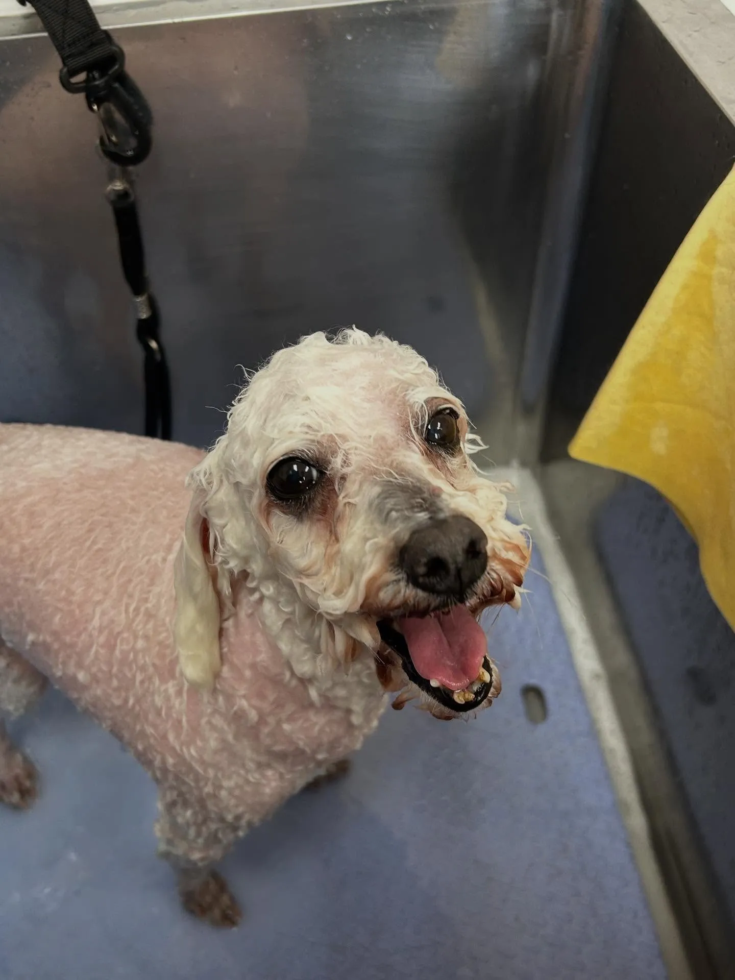 犬のトリミング✂️