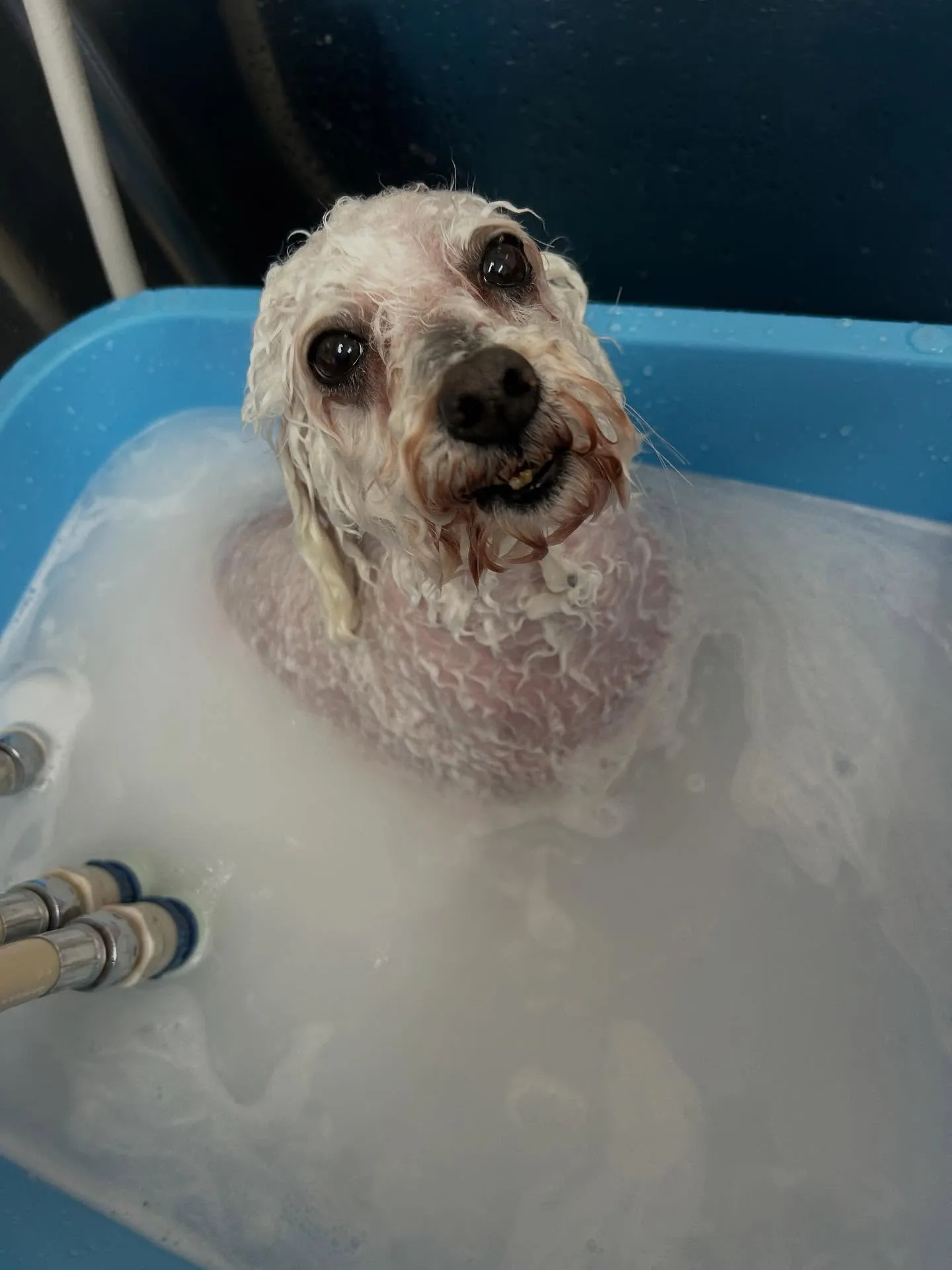 犬のトリミング✂️