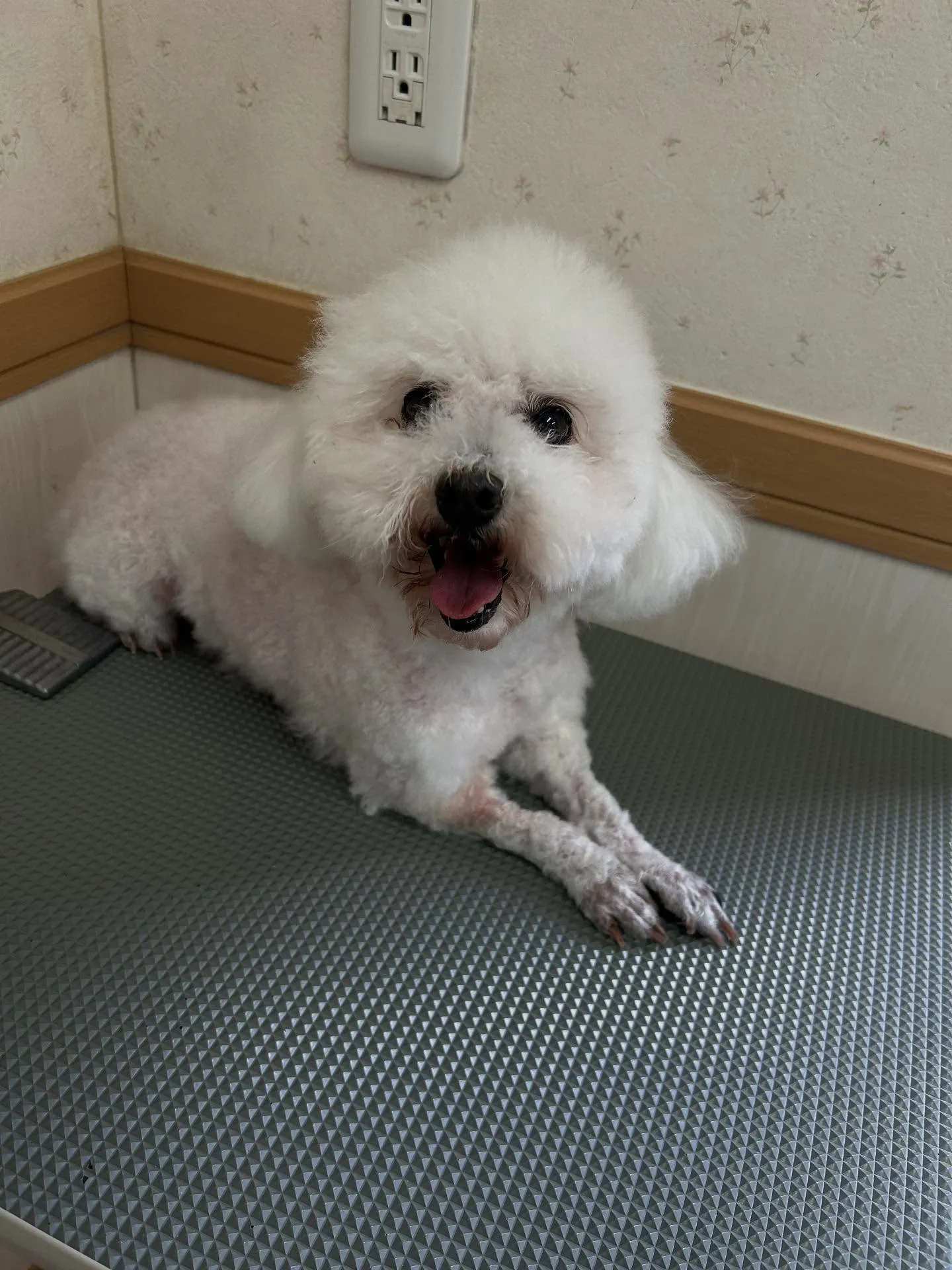 犬のトリミング✂️