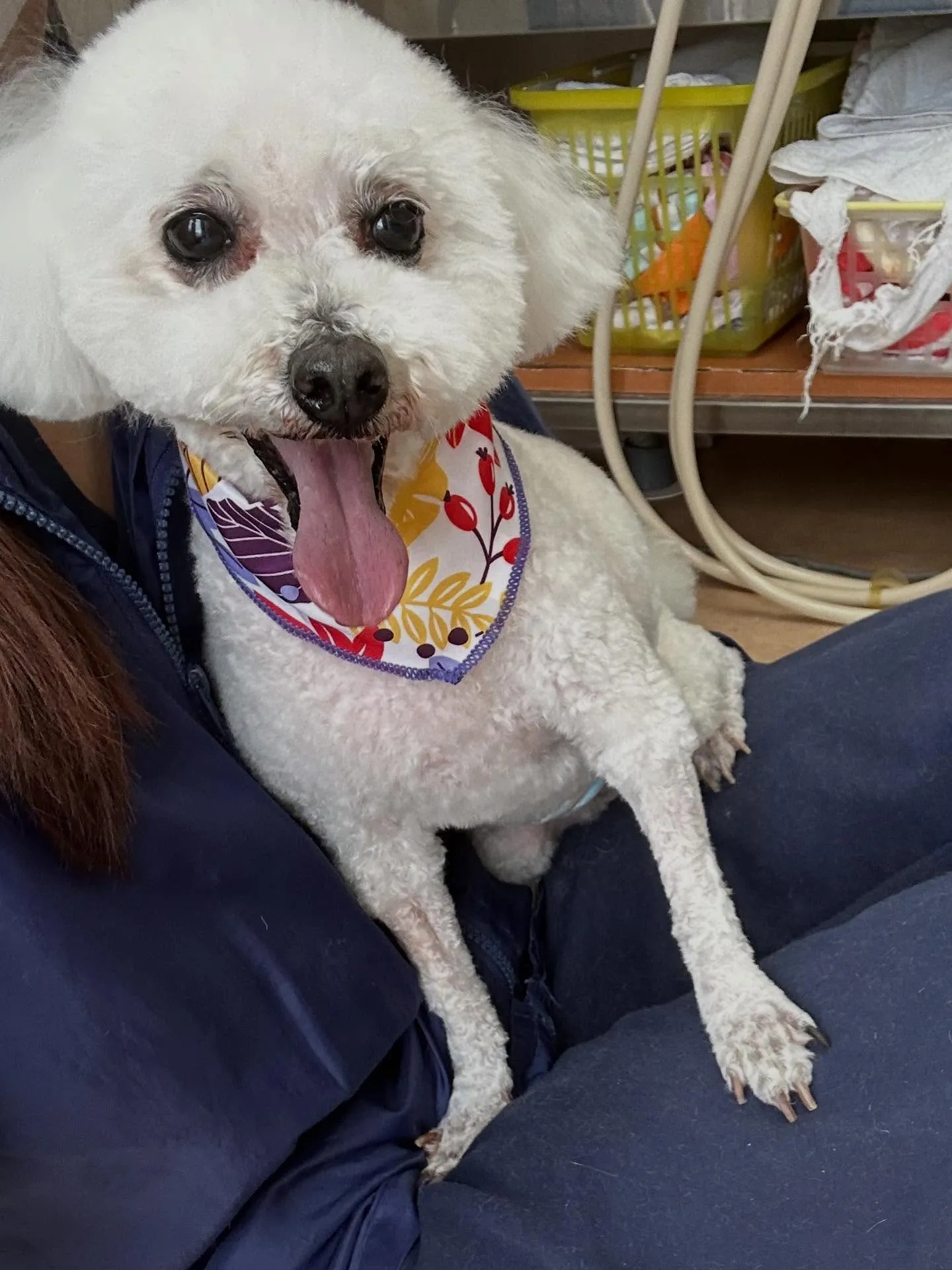 犬のトリミング✂️