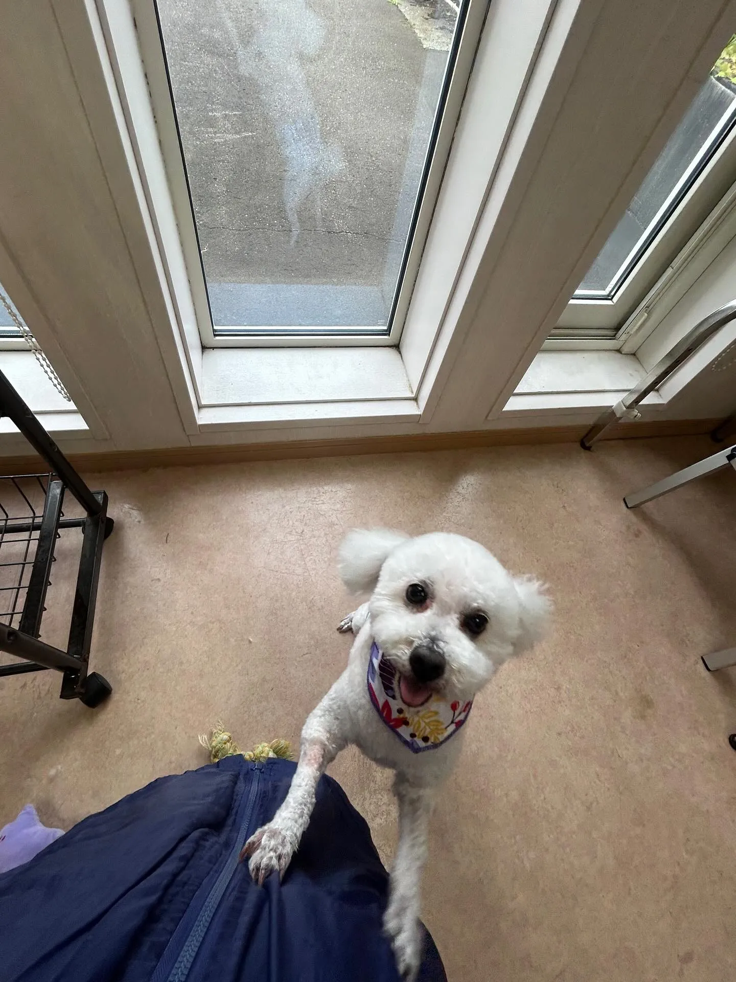 犬のトリミング✂️