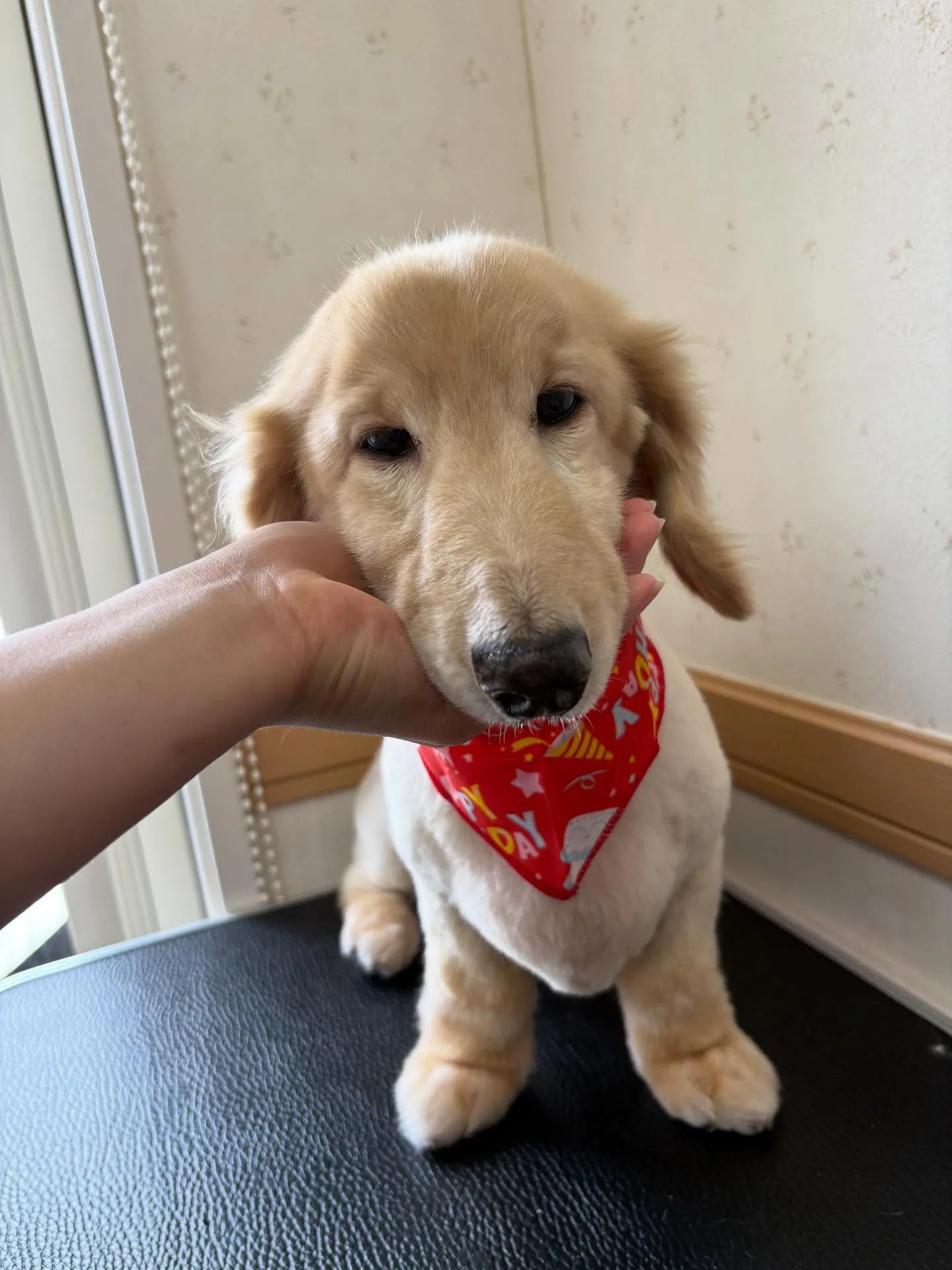 犬のシャンプー🫧