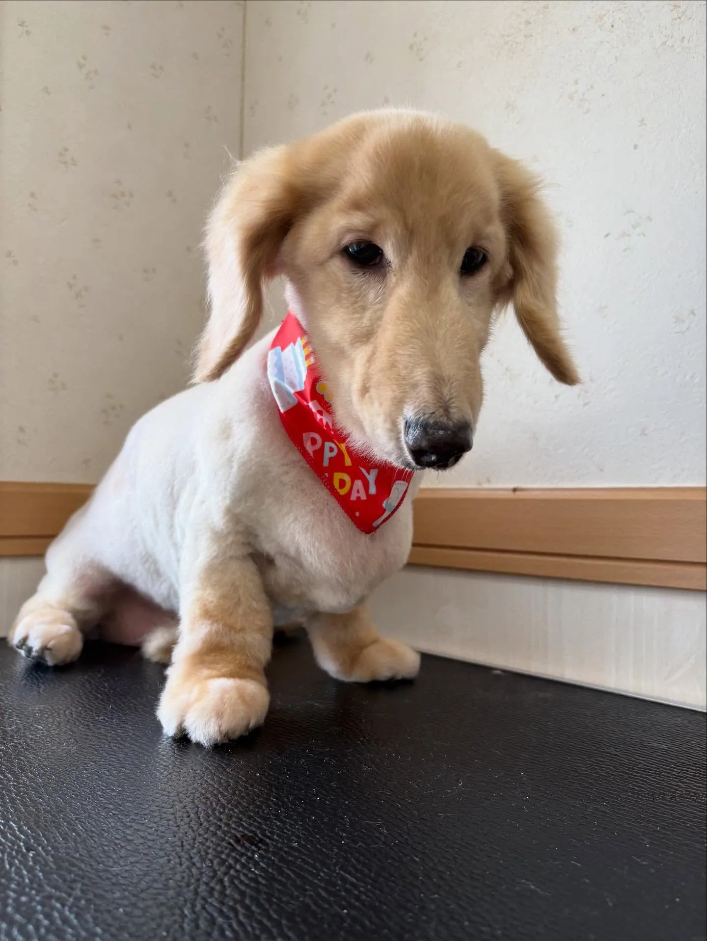 犬のシャンプー🫧