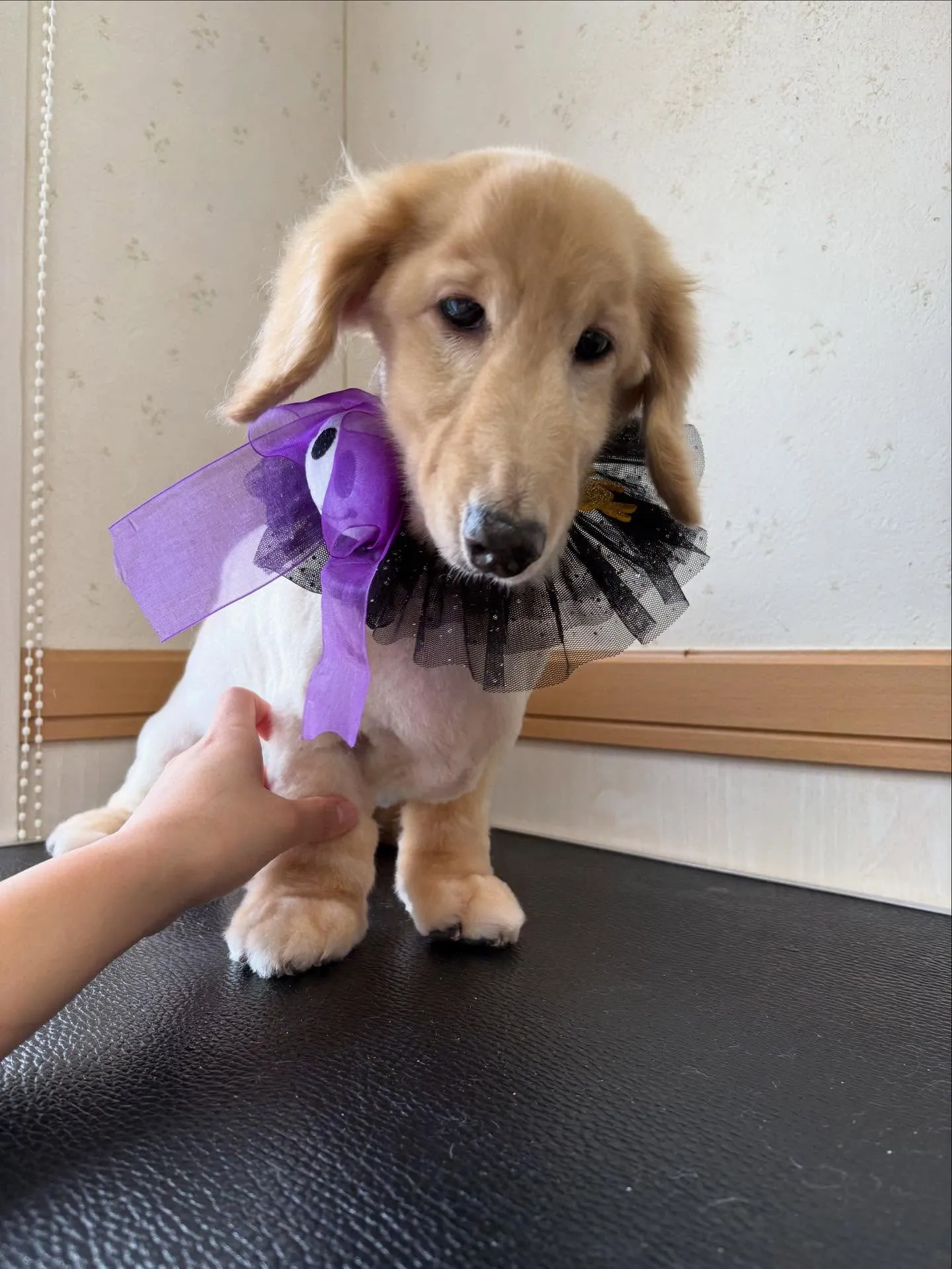 犬のシャンプー🫧